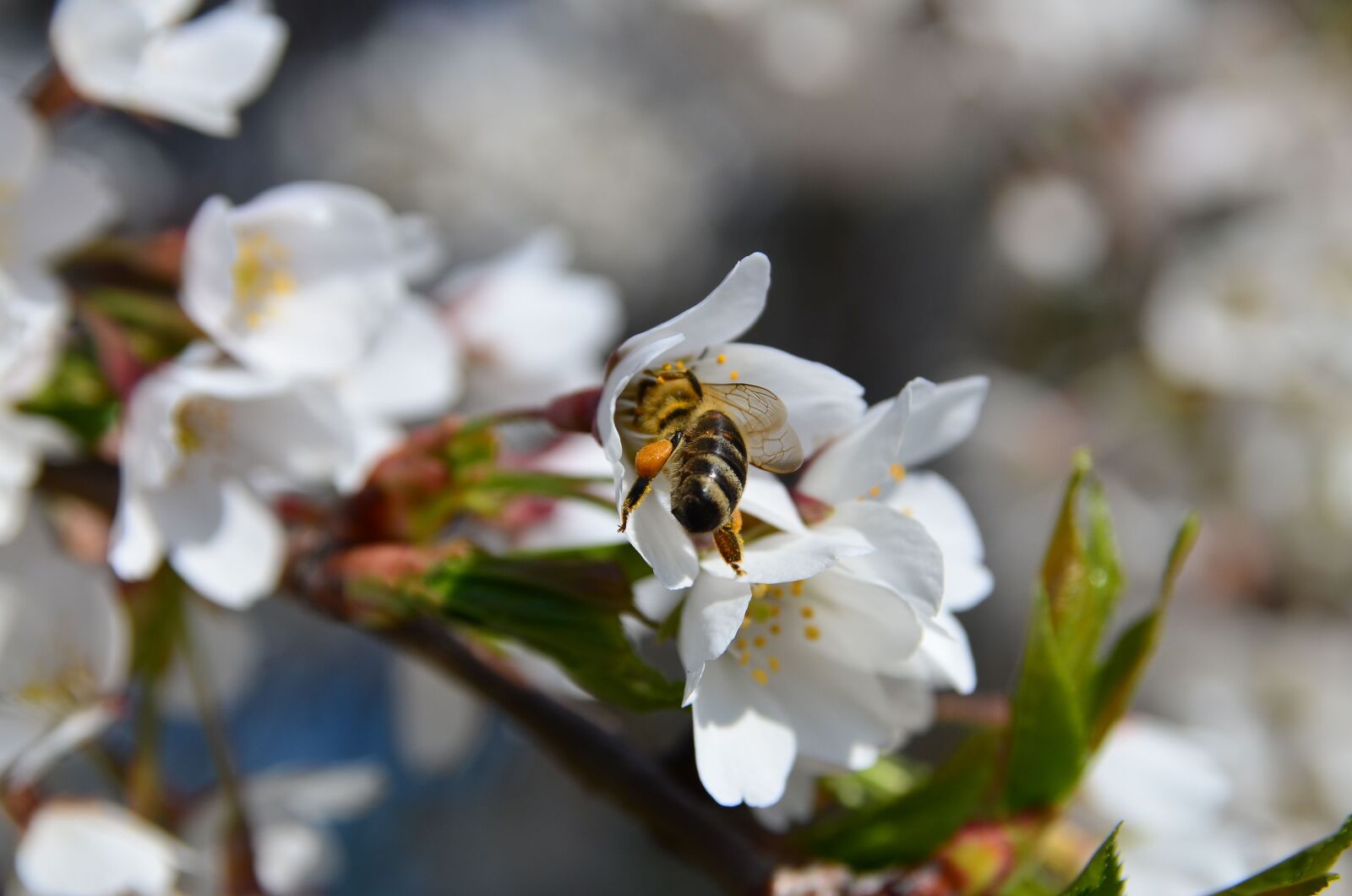 Nikon D7000 sample photo. Bee, cherry, blossom photography