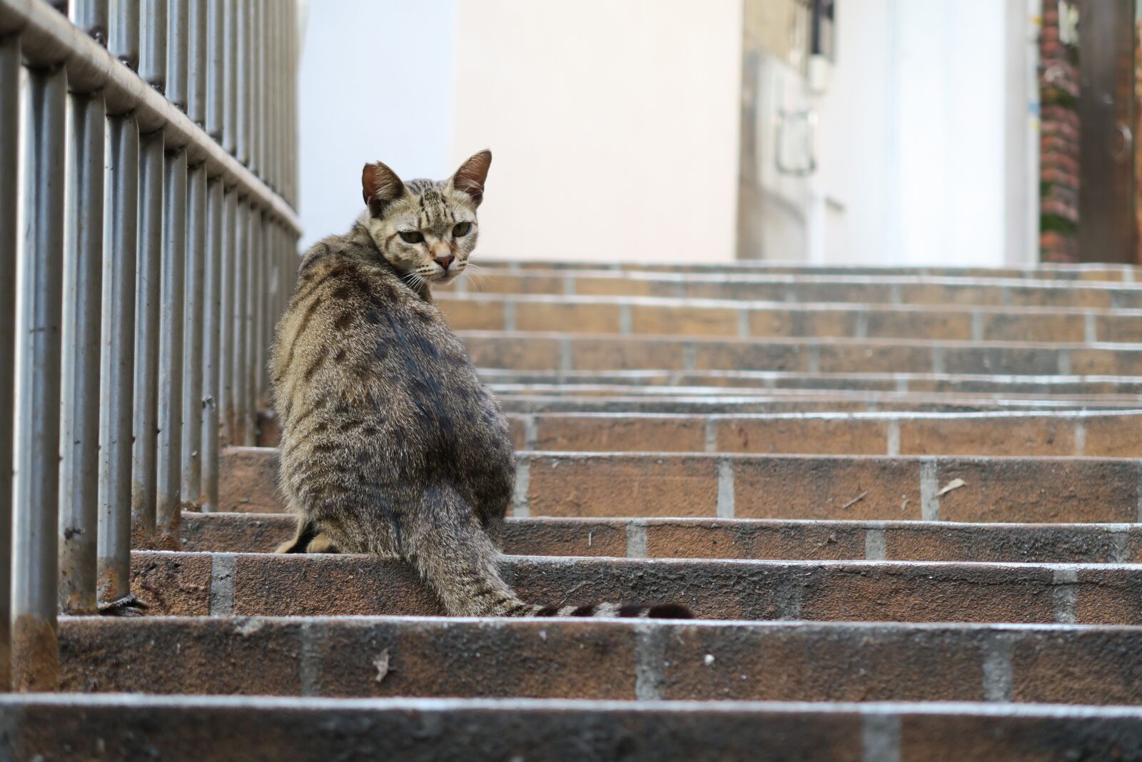 Canon PowerShot G7 X sample photo. Cat, back, rotor photography