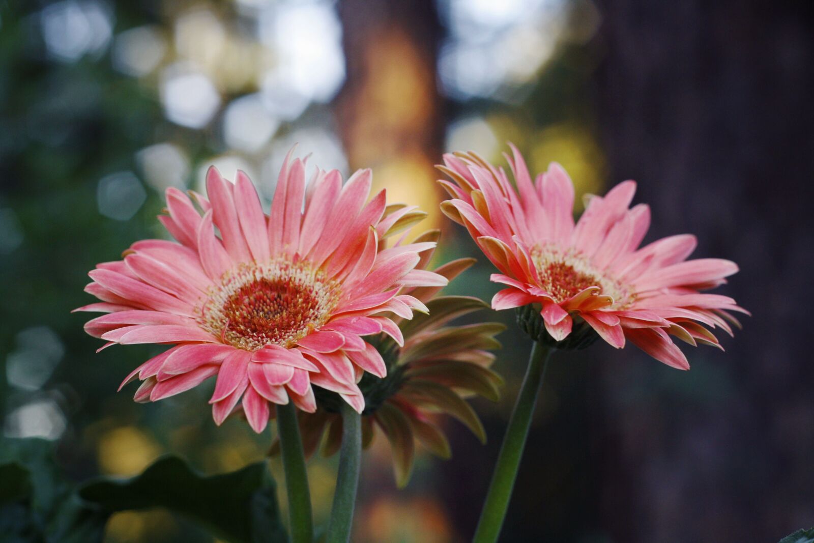 Canon EOS 1000D (EOS Digital Rebel XS / EOS Kiss F) sample photo. Flower, flora, nature photography