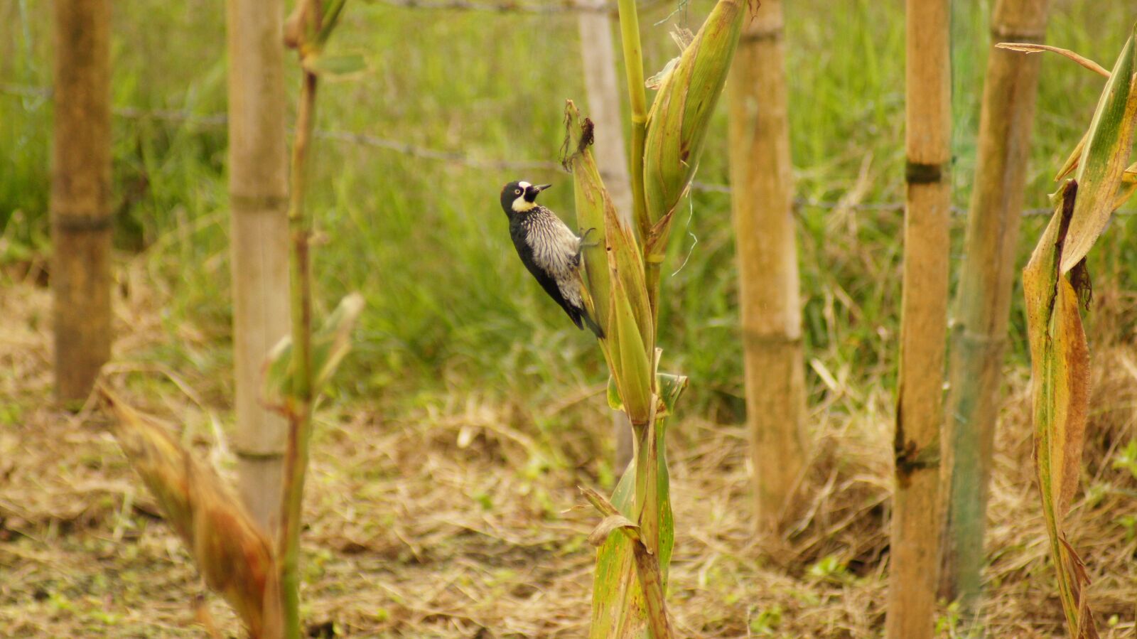 Sony SLT-A55 (SLT-A55V) sample photo. Nature, the, field photography