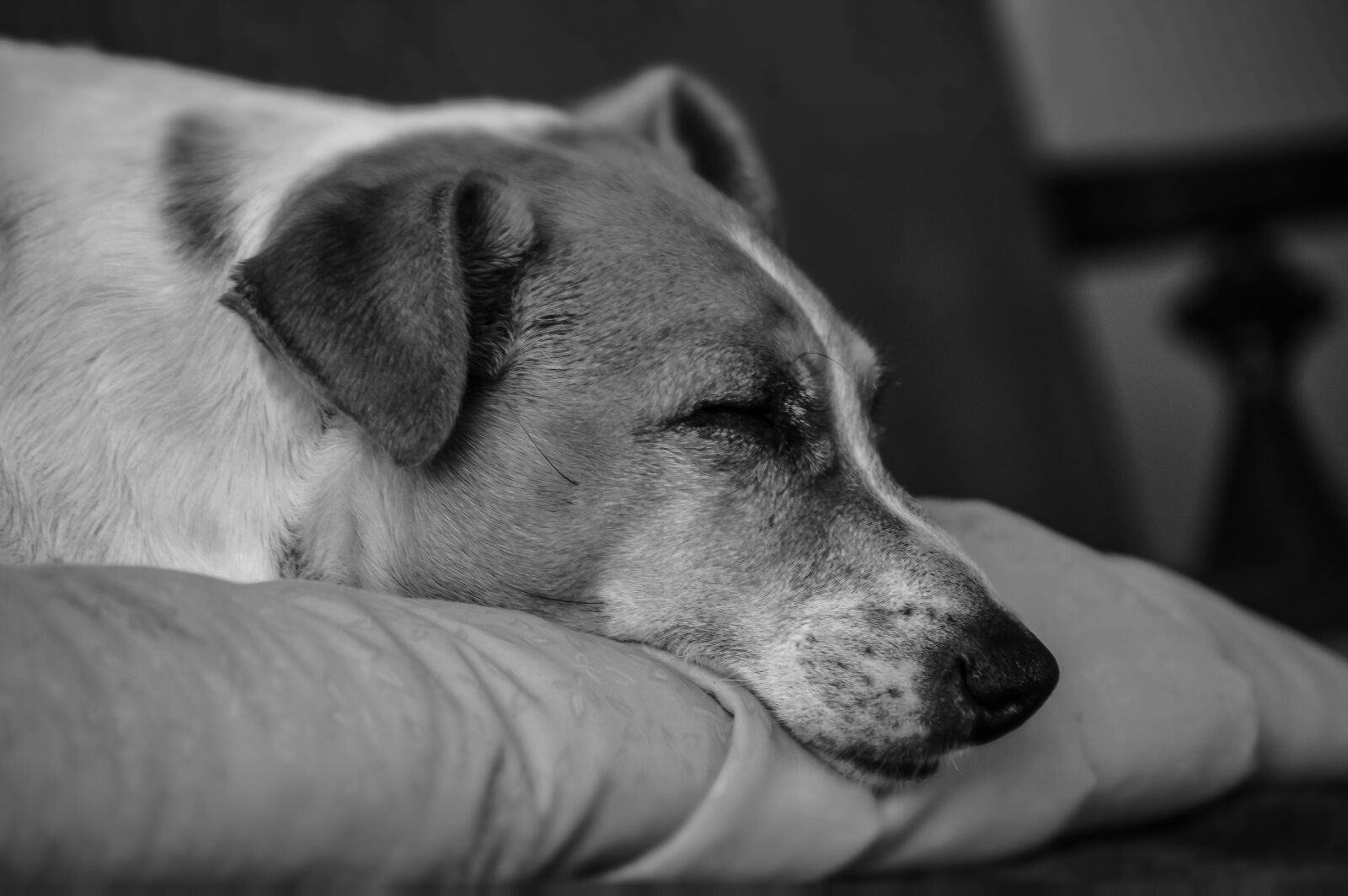 Nikon D3200 sample photo. Dog, sleep, pet photography
