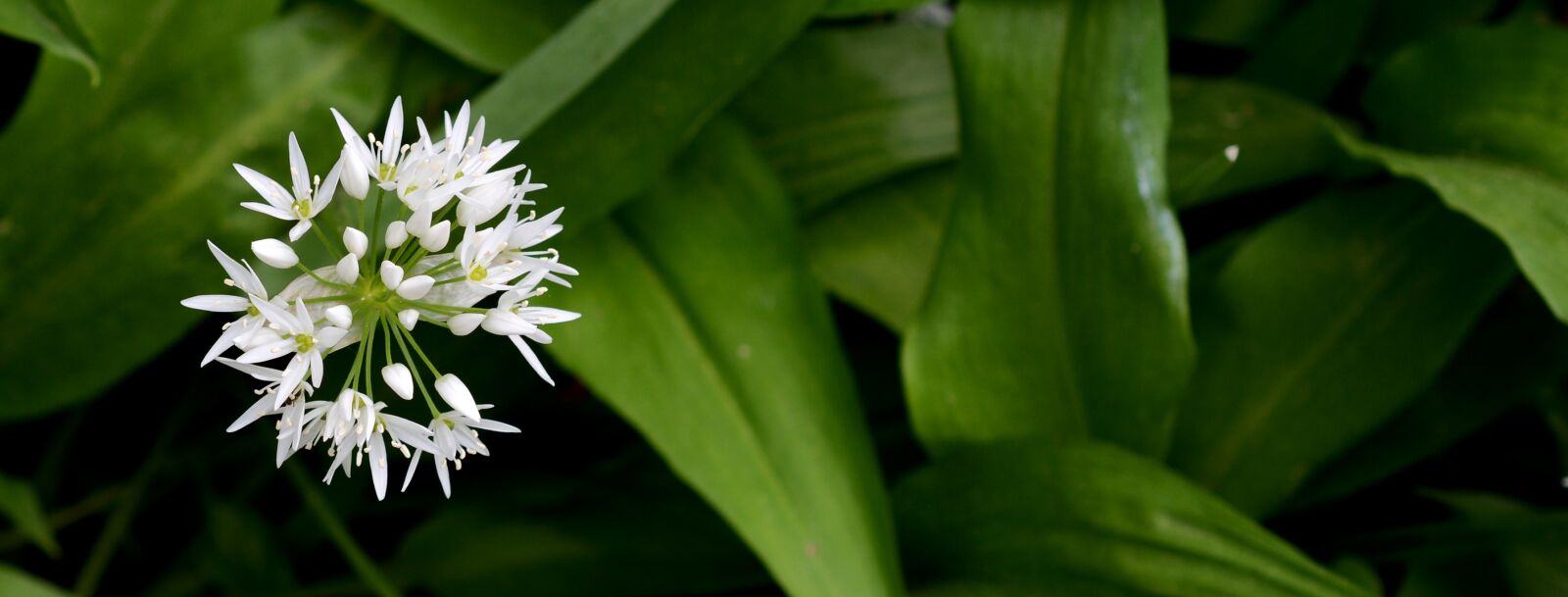 Nikon D7100 sample photo. Bear's garlic, plant, nature photography