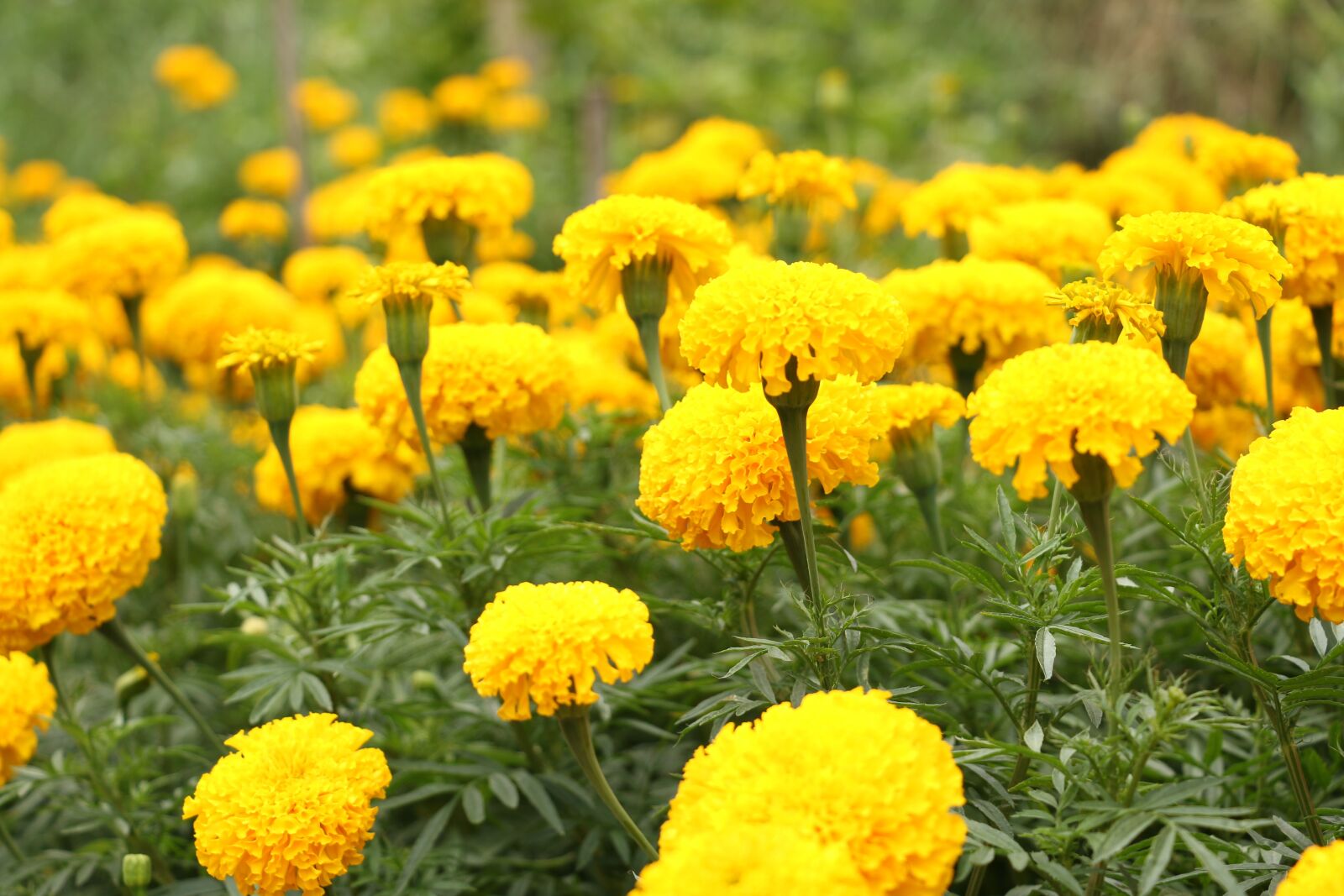 Canon EOS 70D sample photo. Marigold, flowers, yellow flowers photography