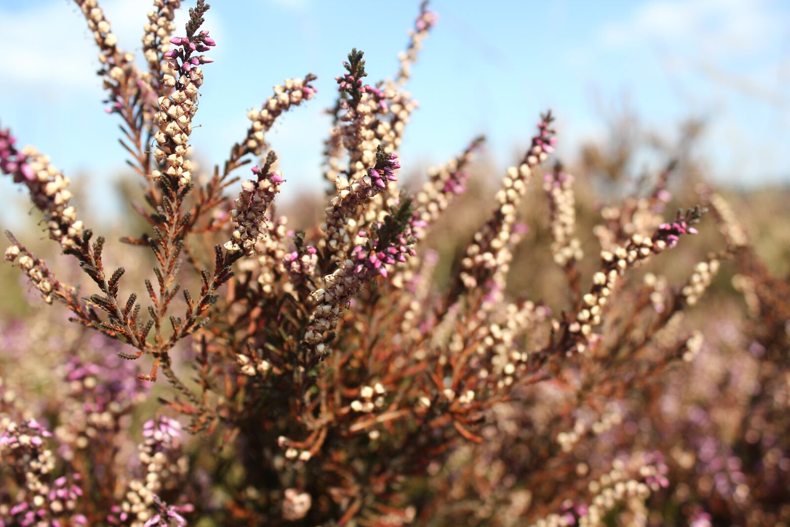 Canon EOS 550D (EOS Rebel T2i / EOS Kiss X4) sample photo. Heide, plants, flowers photography