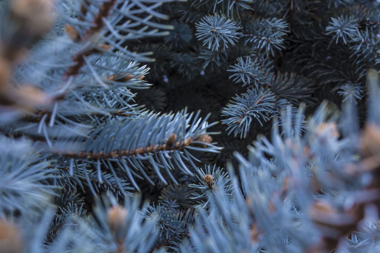 Nikon D5200 sample photo. Winter, christmas tree, christmas photography