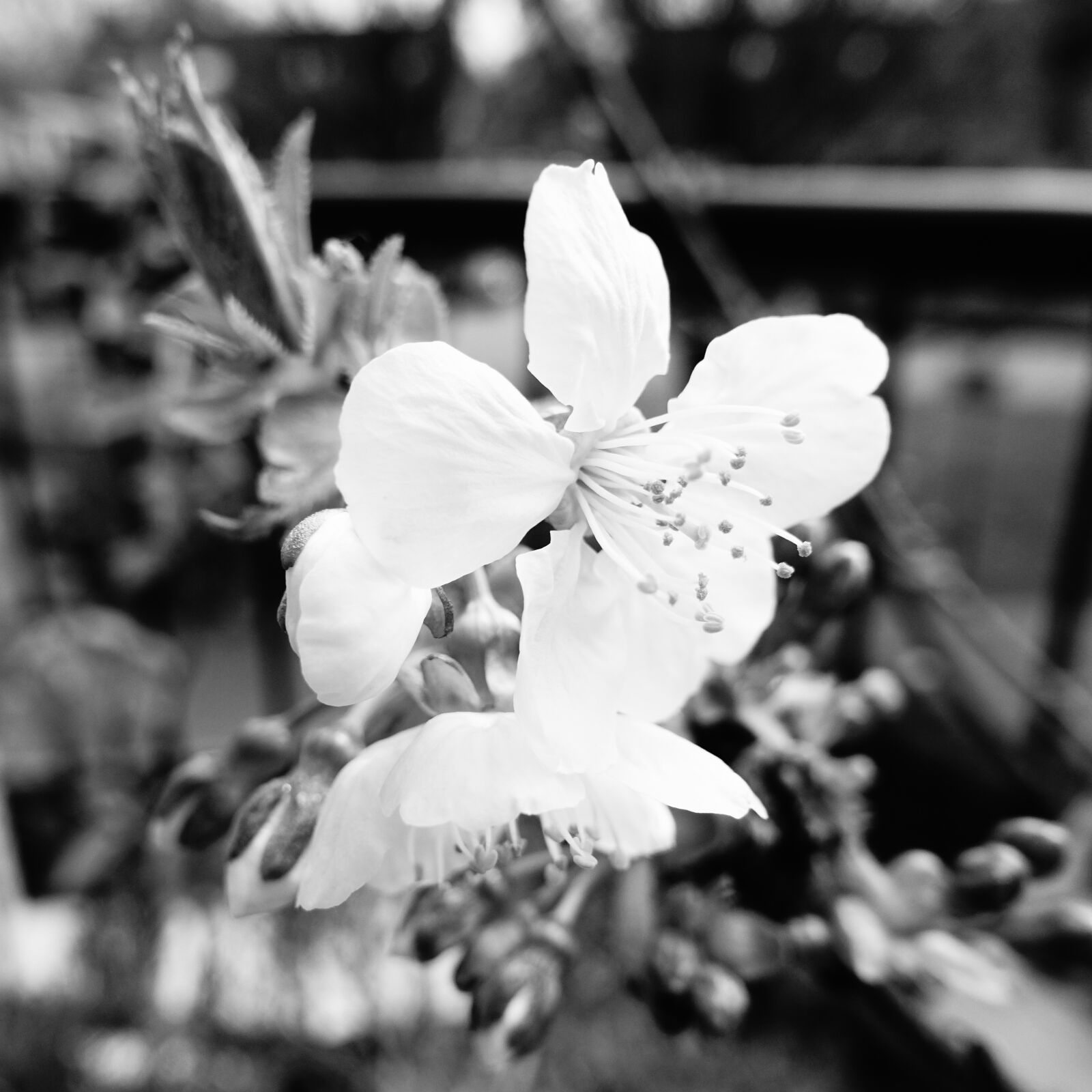 Sony Cyber-shot DSC-RX100 III sample photo. Blossom, cherry, cherry blossom photography