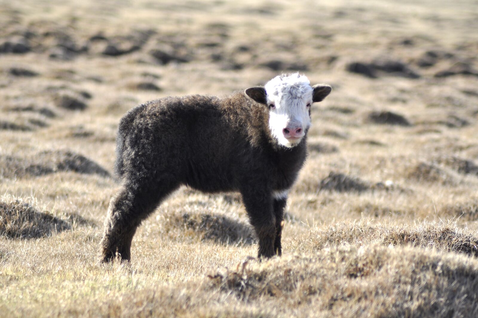 Nikon D90 sample photo. Yak, baby yak, mongolia photography