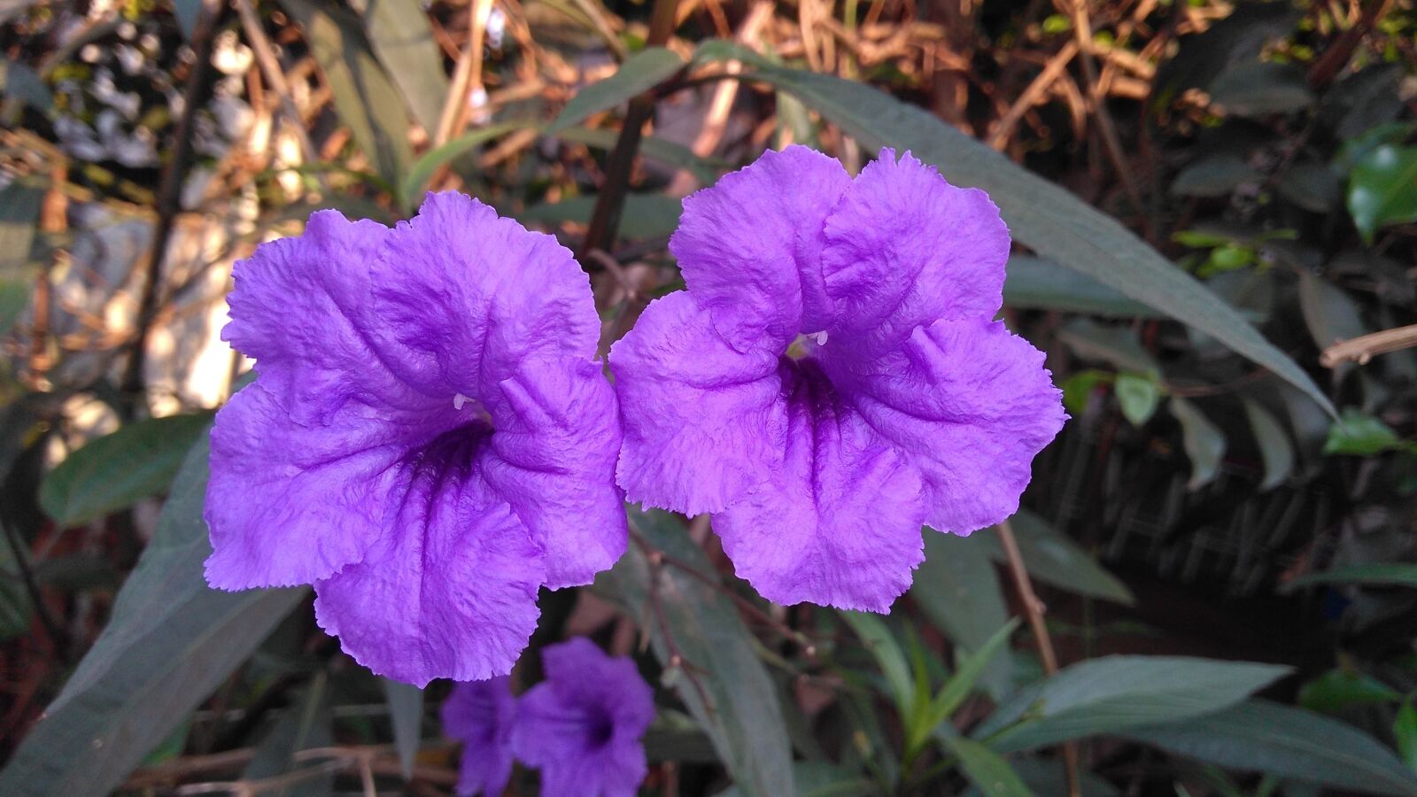 Motorola Moto G Play sample photo. Nature, plant, flower photography