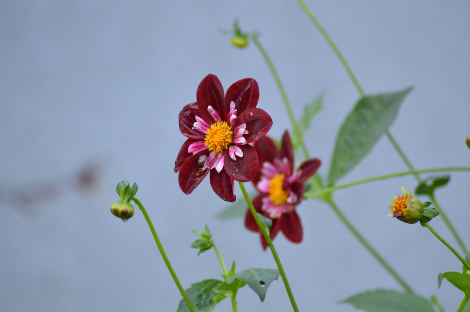 Nikon D3200 sample photo. Flowers, color, autumn photography