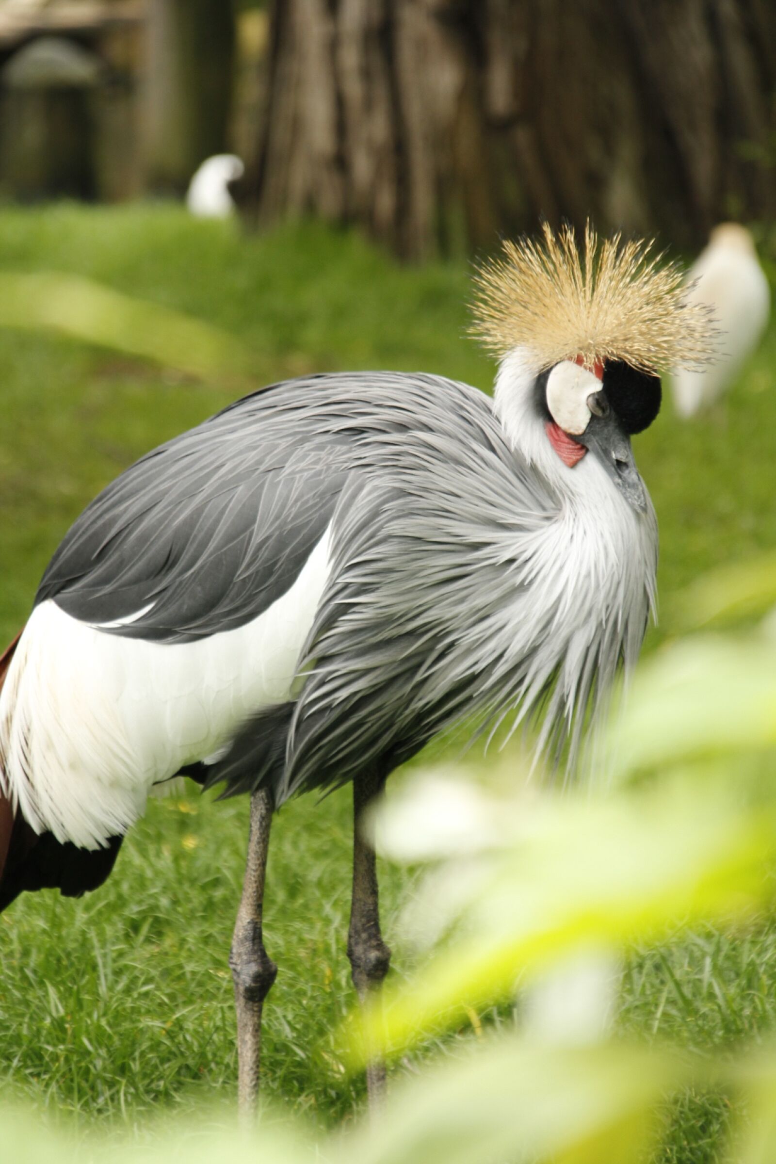 Canon EOS 60D sample photo. Crowned crane, crane, bird photography