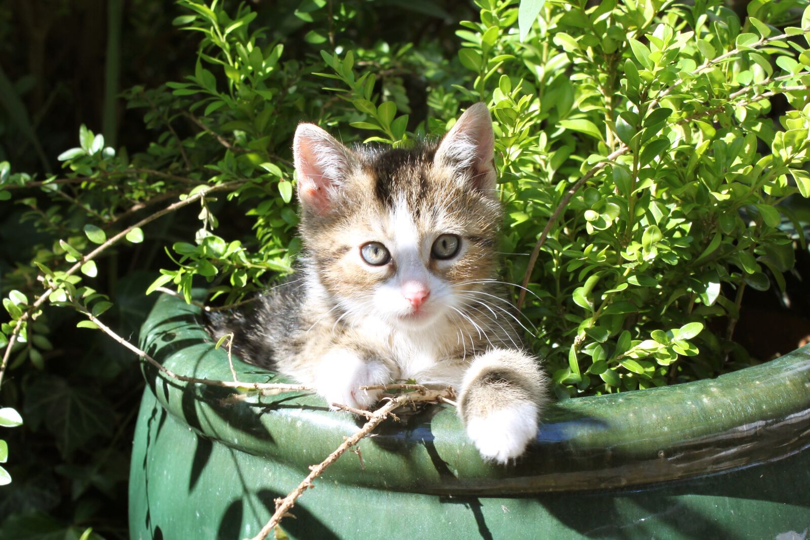 Canon EOS 500D (EOS Rebel T1i / EOS Kiss X3) sample photo. Kitten, cat, animal photography