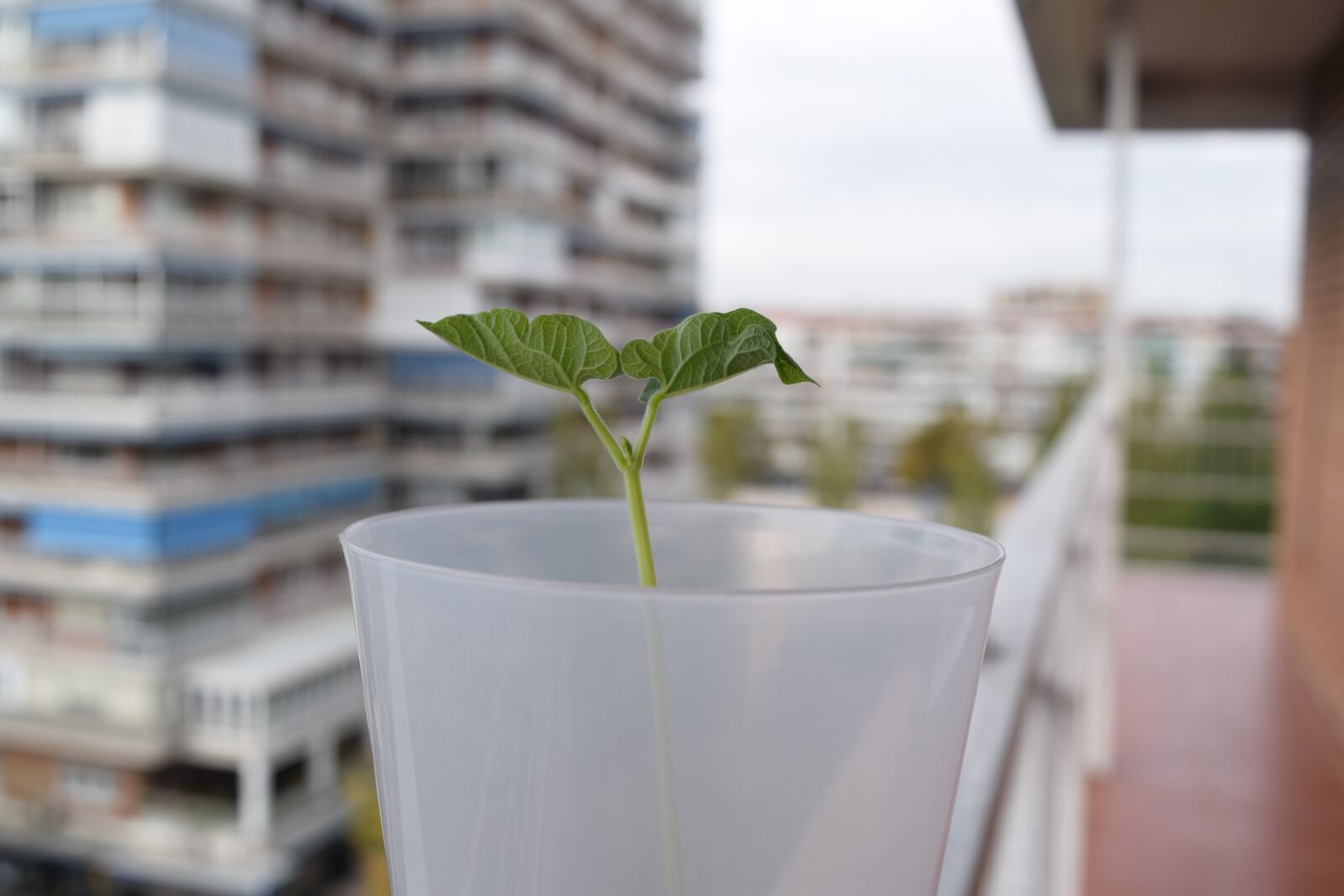 Nikon D5300 sample photo. Buildings, plants, leaves photography