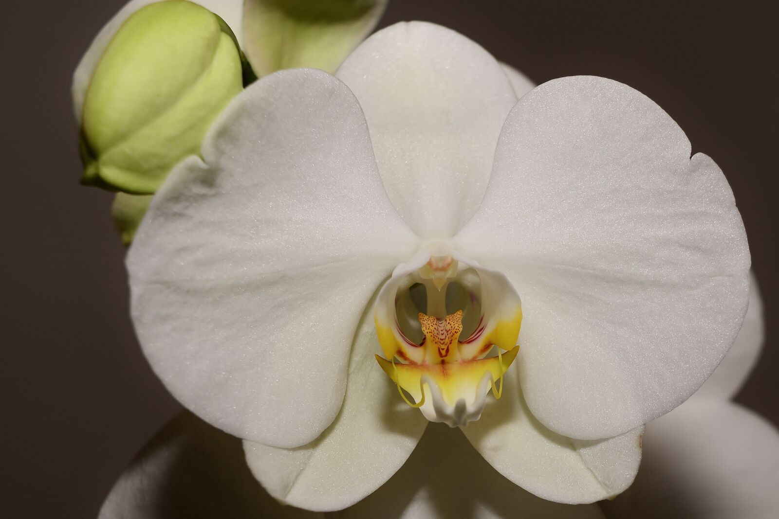 Nikon D5200 sample photo. Orchid, blossom, bloom photography
