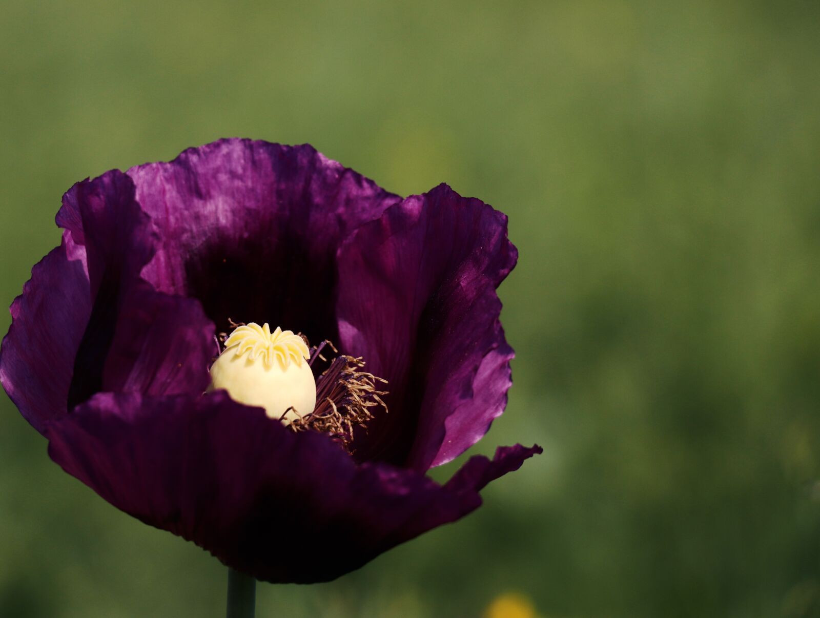 Canon EOS 77D (EOS 9000D / EOS 770D) sample photo. Poppy, purple, violet photography