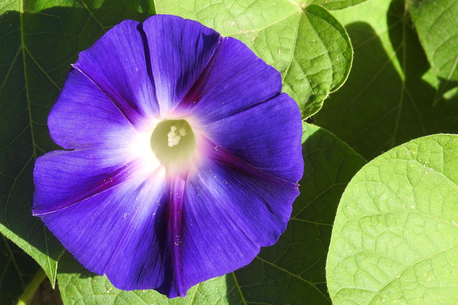 Nikon Coolpix P900 sample photo. Morning glory, winds, blue photography