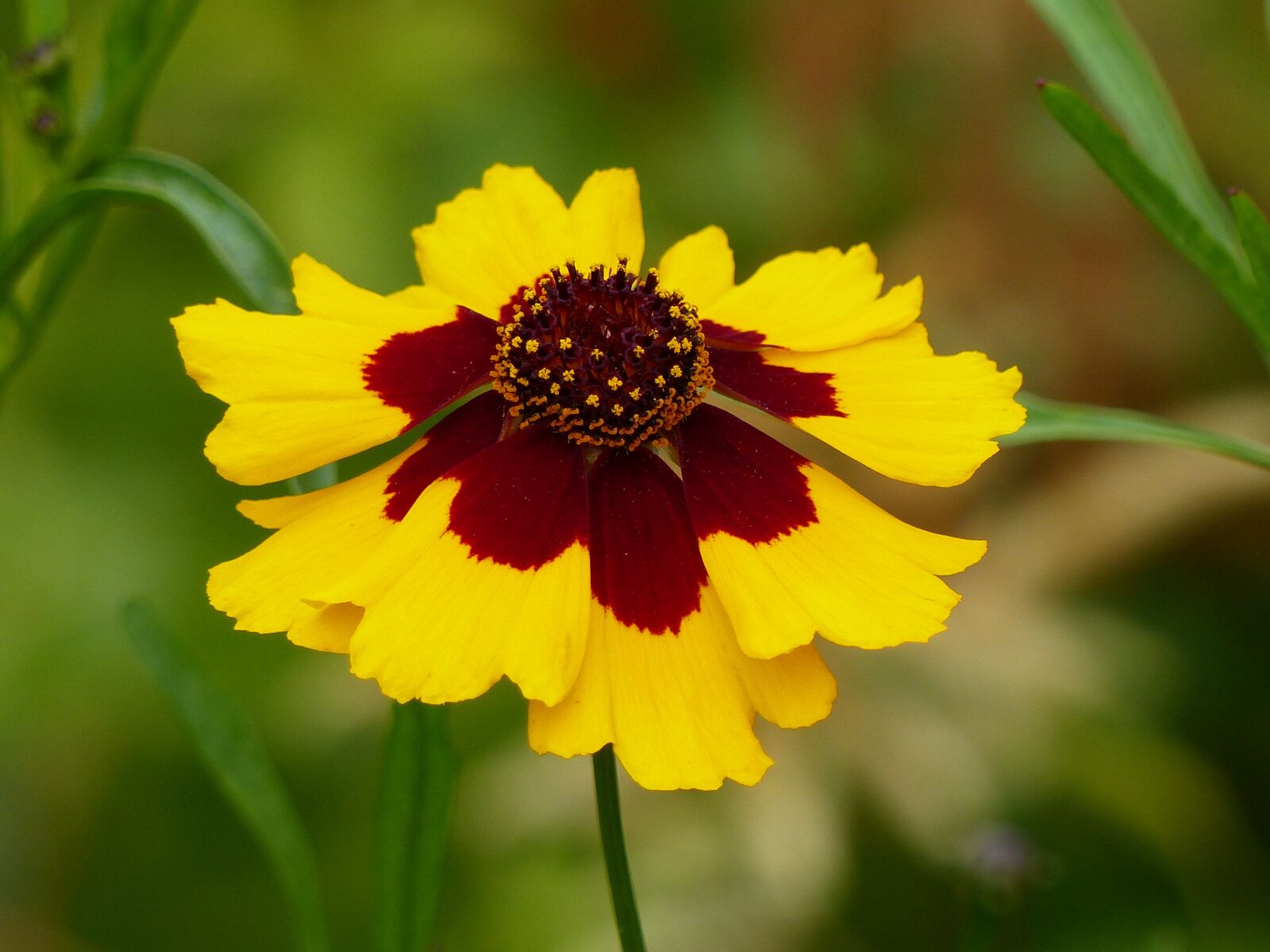 Panasonic Lumix DMC-FZ200 sample photo. Flower, stem, green photography