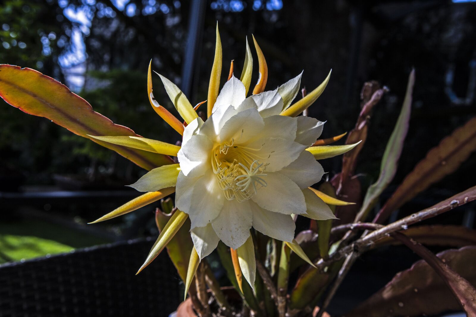 Canon EOS 6D Mark II + Canon EF 24-70mm F2.8L USM sample photo. Flower, cactus, flowering photography