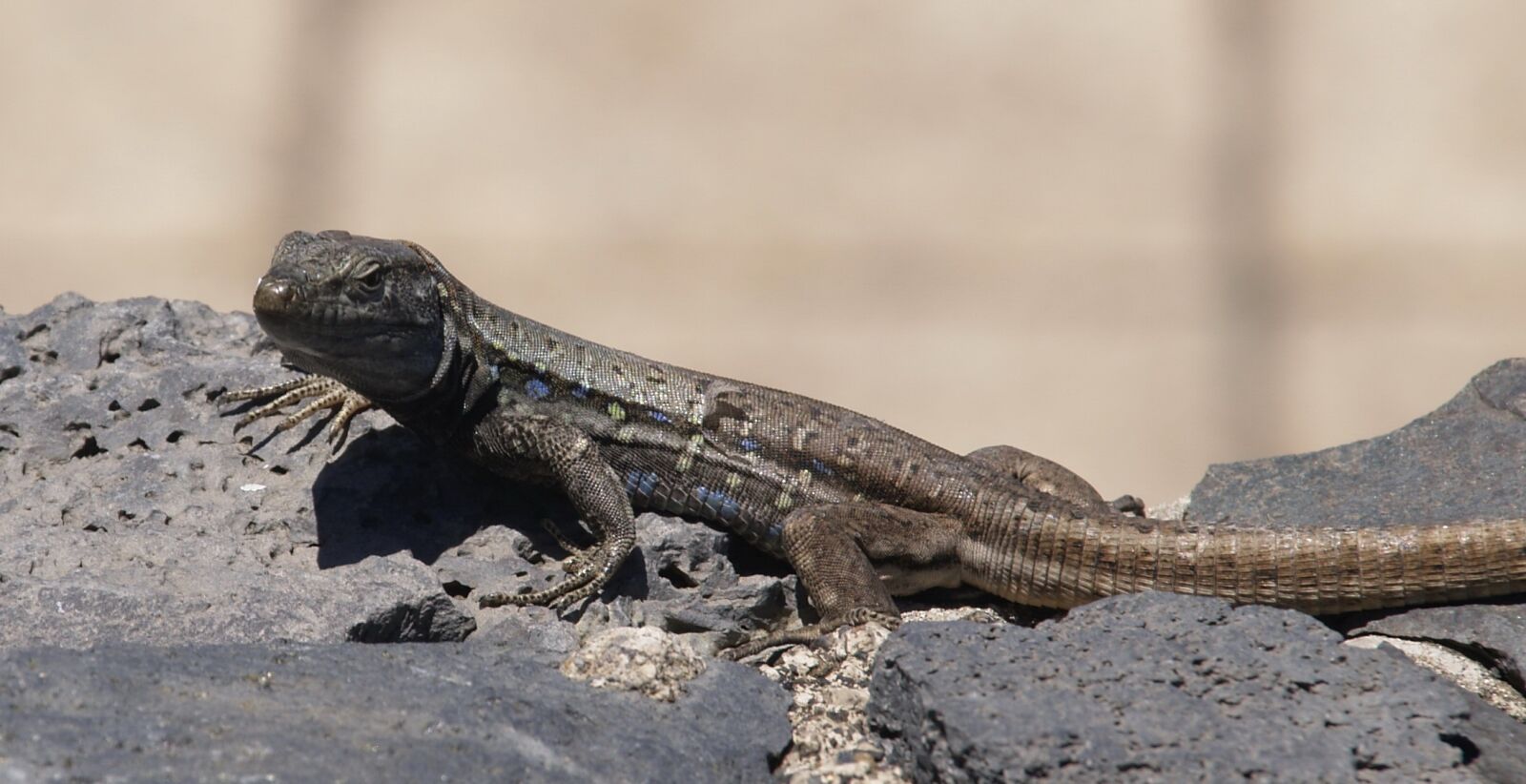 Olympus E-330 (EVOLT E-330) sample photo. Lizard, lavasteinmauer, animal photography