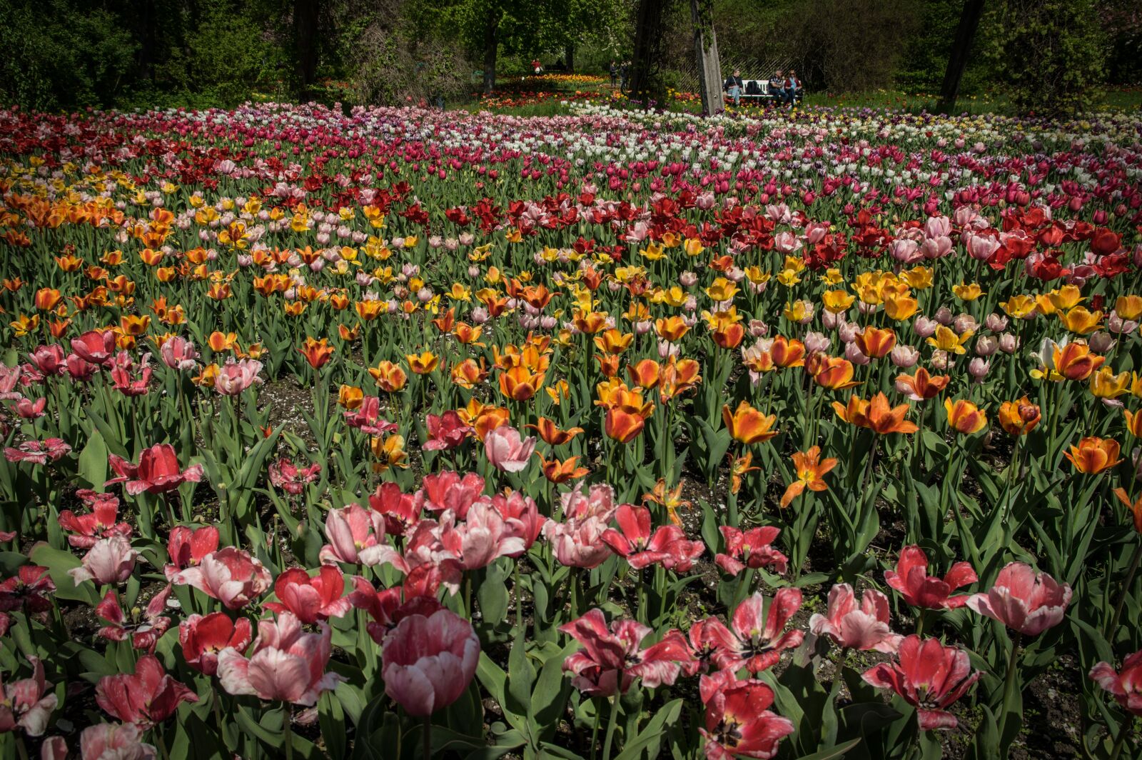 Pentax K-3 sample photo. Tulips, flowers, tulip field photography
