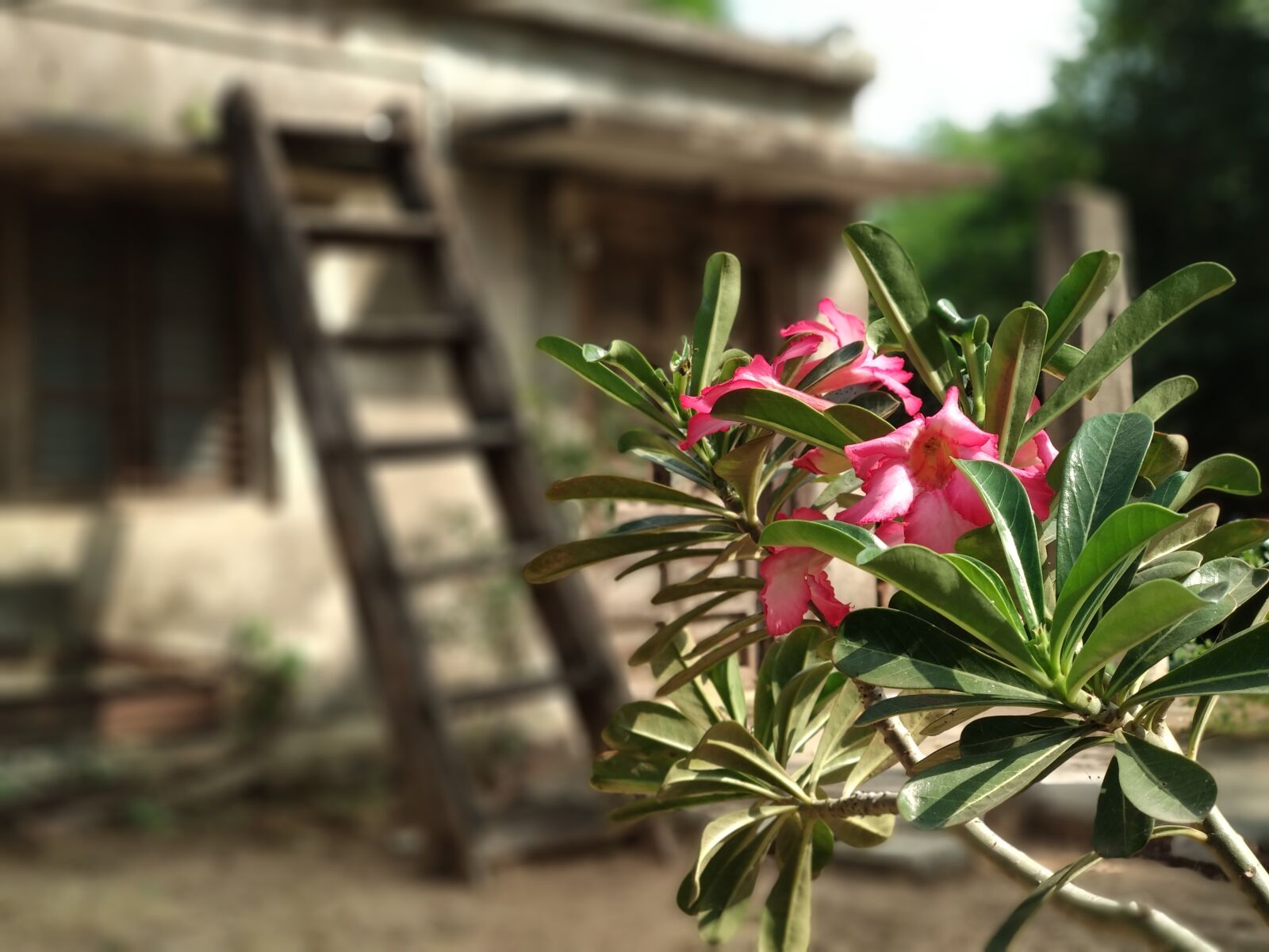 Xiaomi Mi A1 sample photo. Flower plant, flower, garden photography