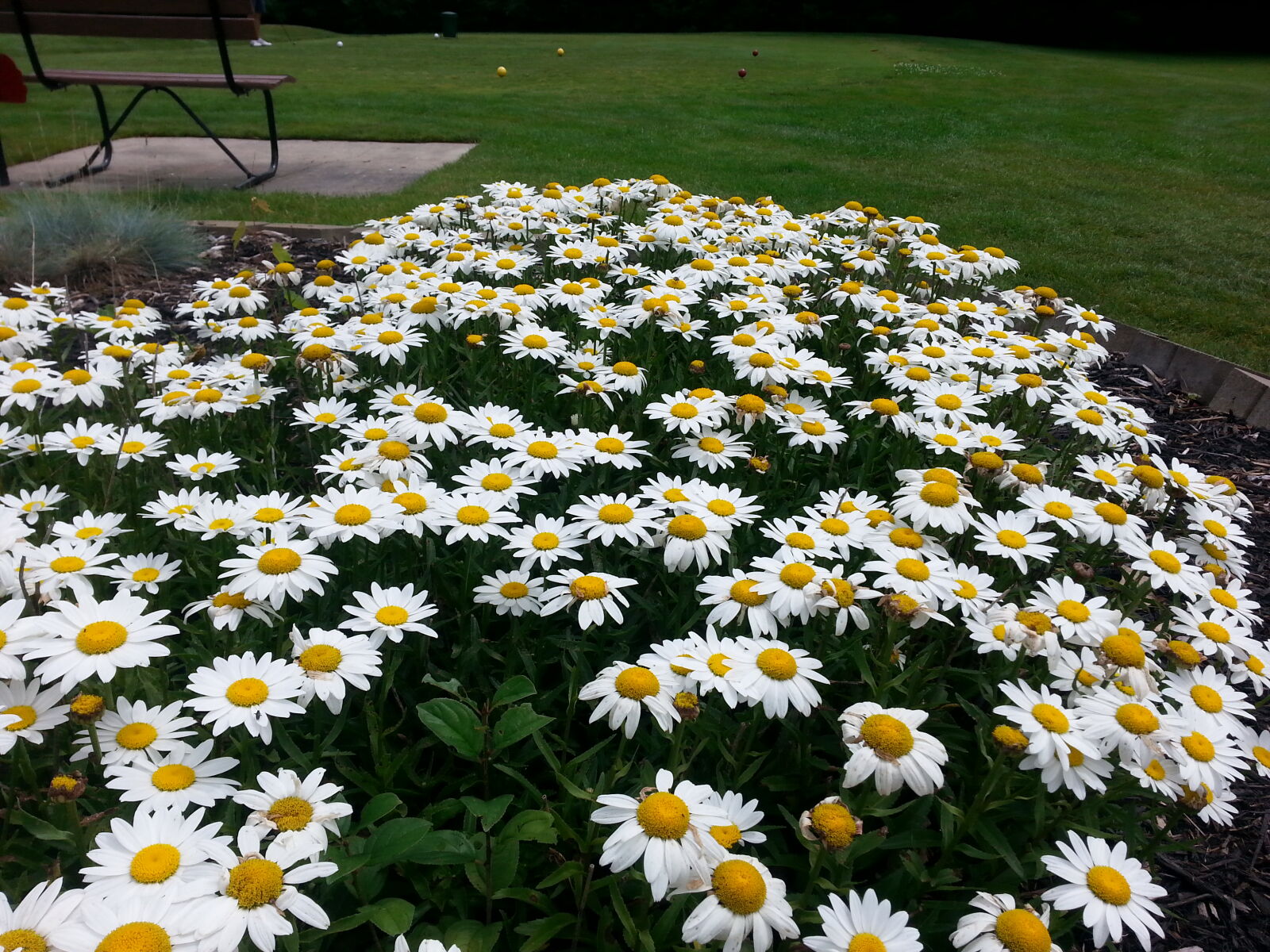 Samsung Galaxy S3 sample photo