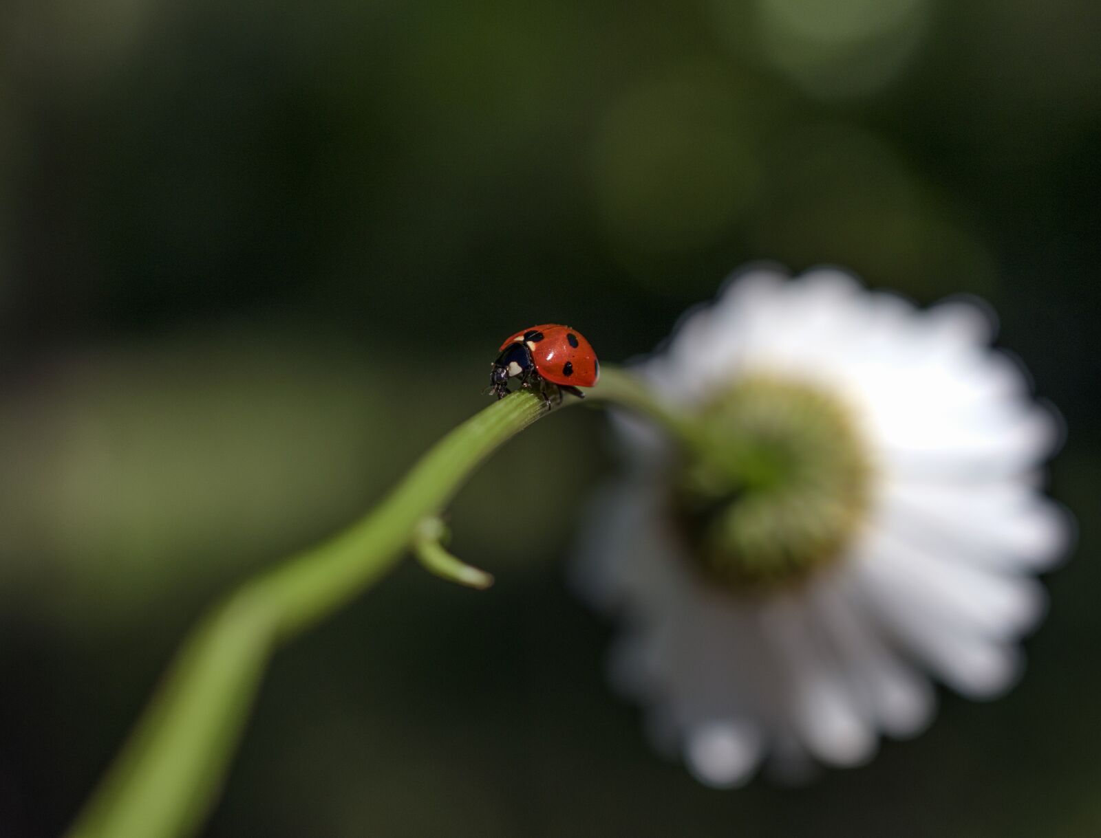 Nikon D5600 sample photo. Ladybug, insect, rod photography