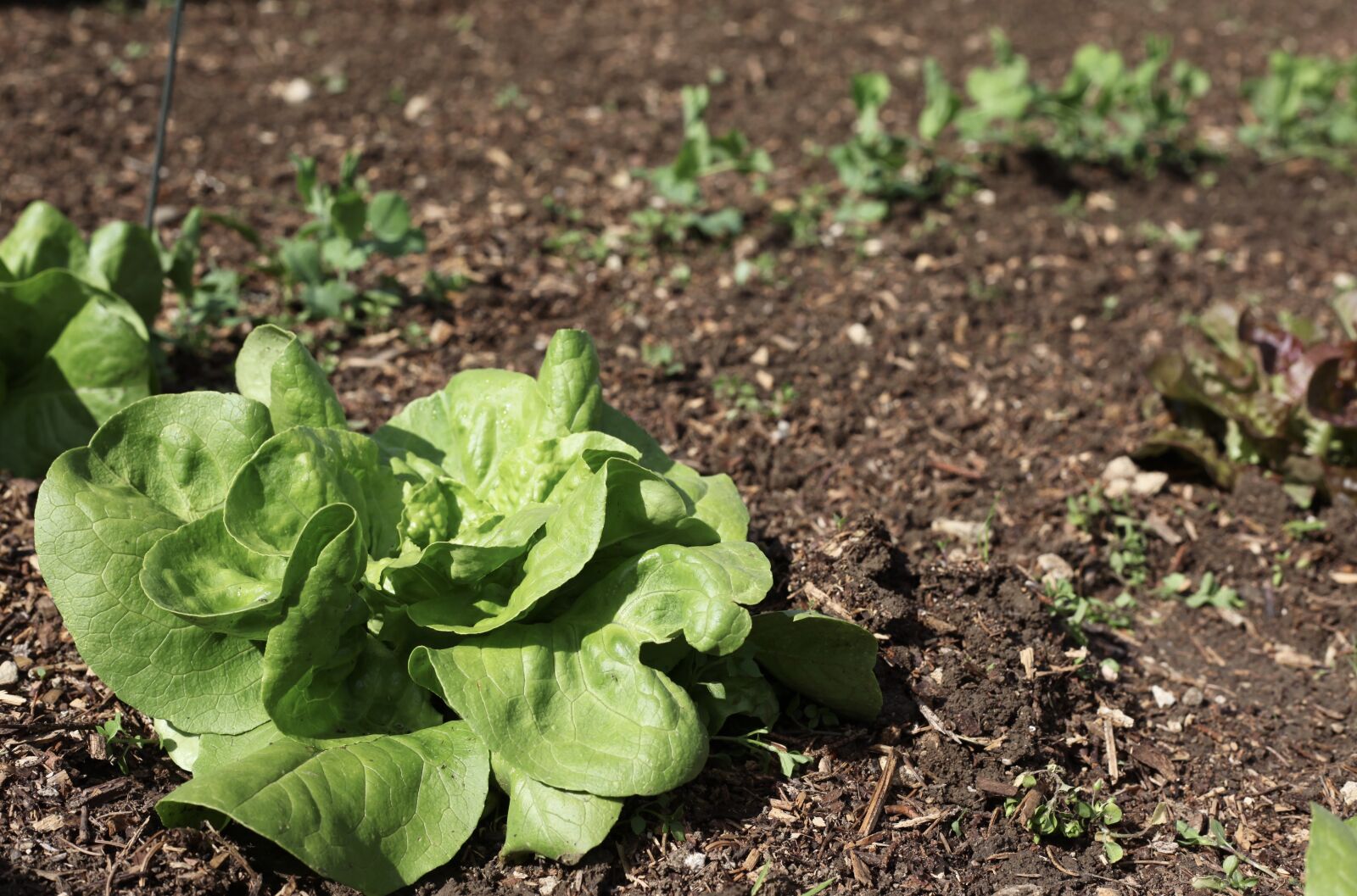 Canon EOS 5D Mark II sample photo. Salad, vegetables, vegetable patch photography