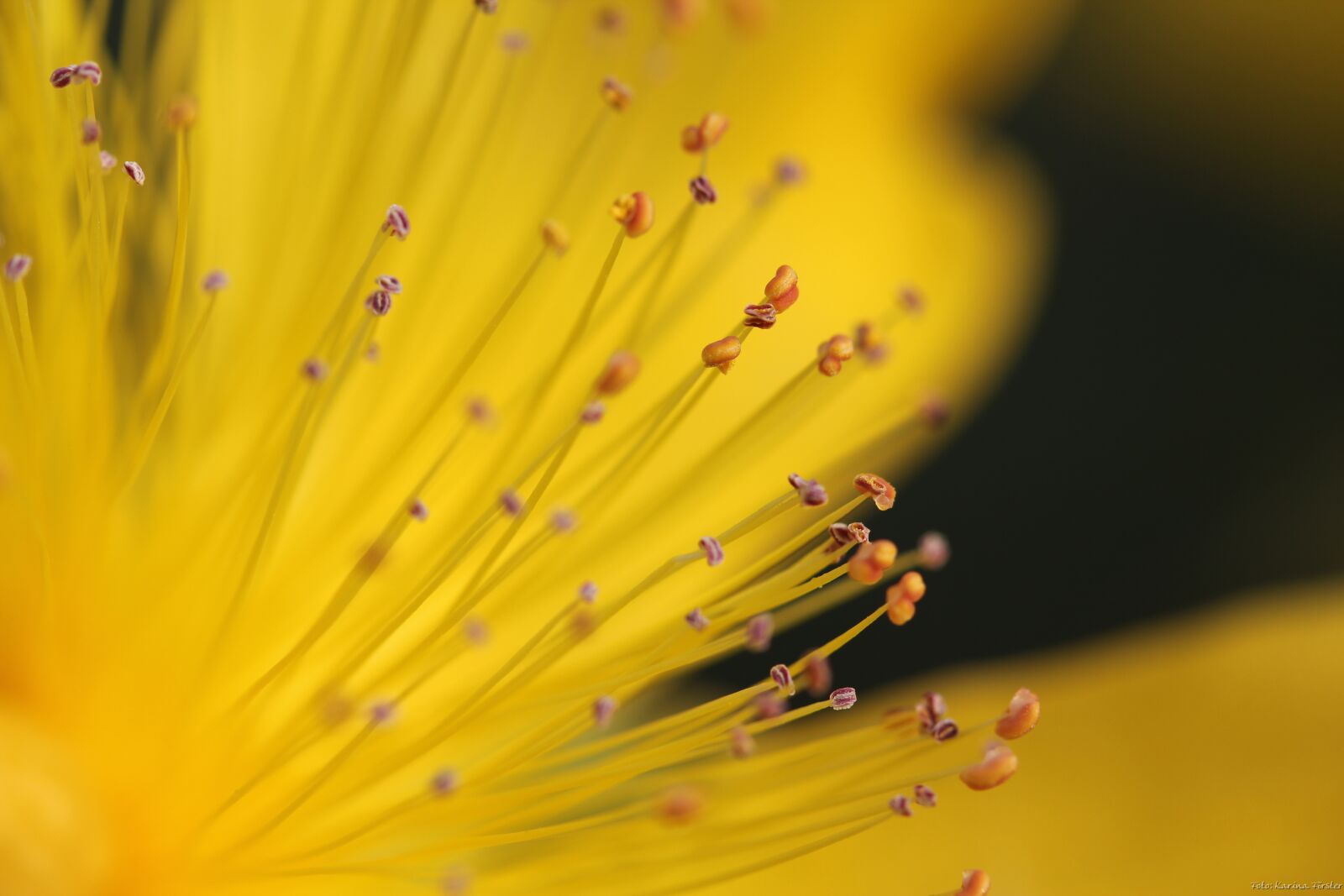 Canon EF-S 60mm F2.8 Macro USM sample photo. Yellow, flower, seeds was photography