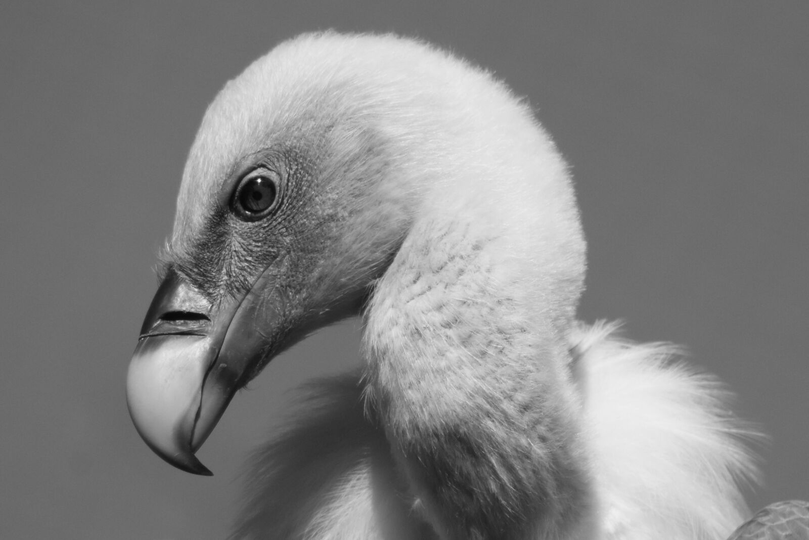 Nikon D7200 sample photo. Vulture, bird, predator photography