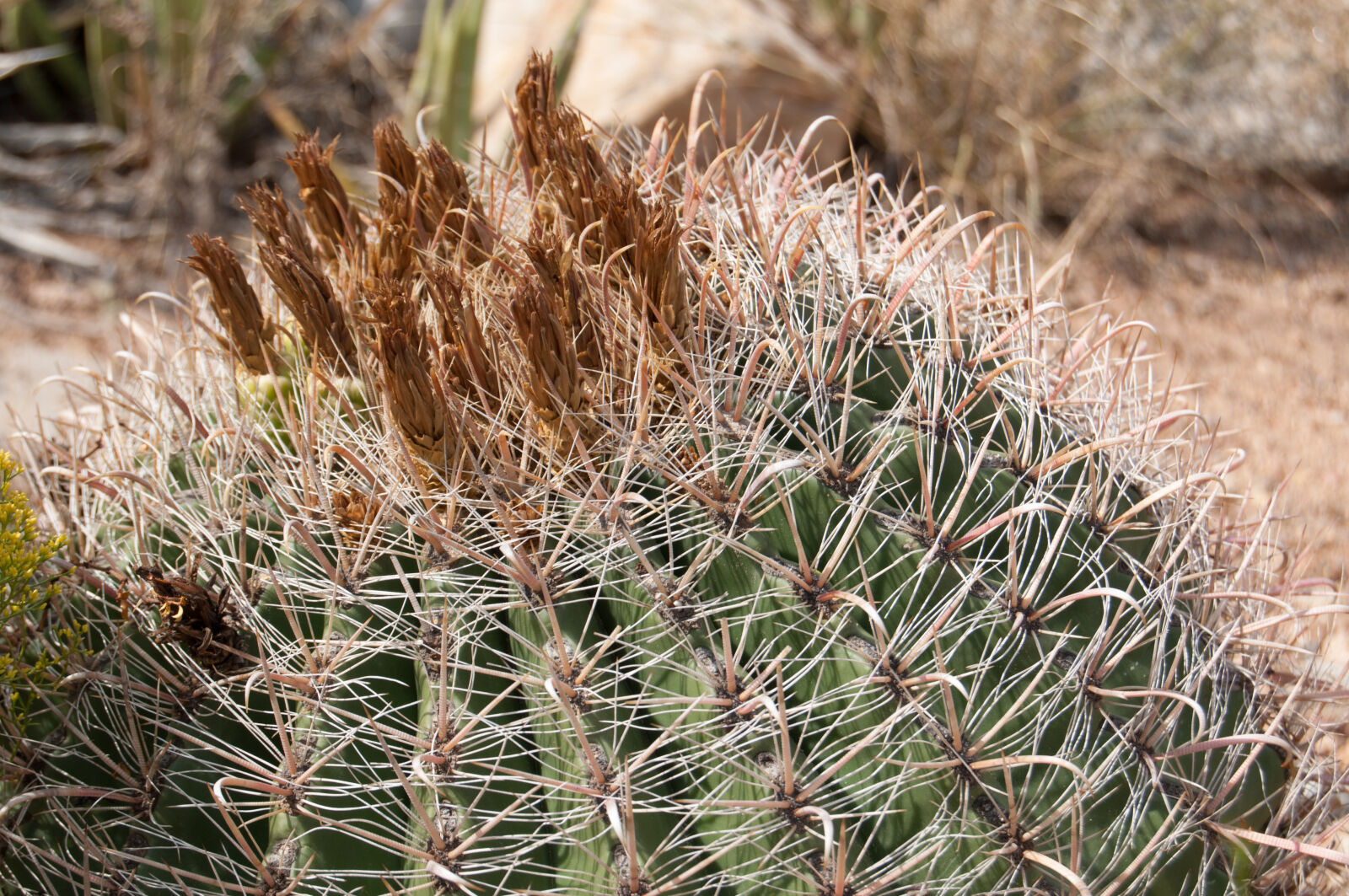 AF-S DX Zoom-Nikkor 18-55mm f/3.5-5.6G ED sample photo. Cactus, desert, nature photography