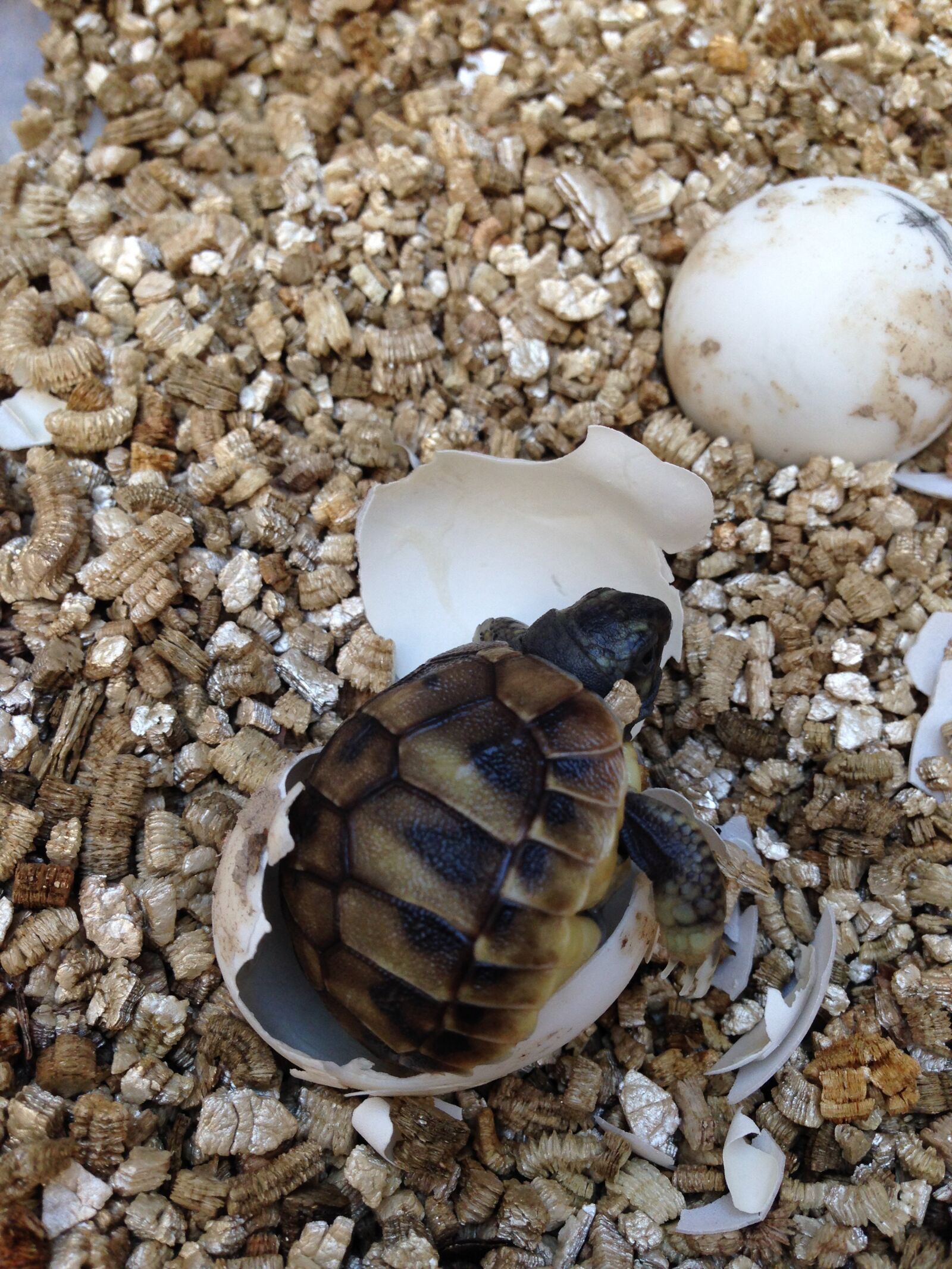 iPhone 5c back camera 4.12mm f/2.4 sample photo. Turtle, baby, animal photography