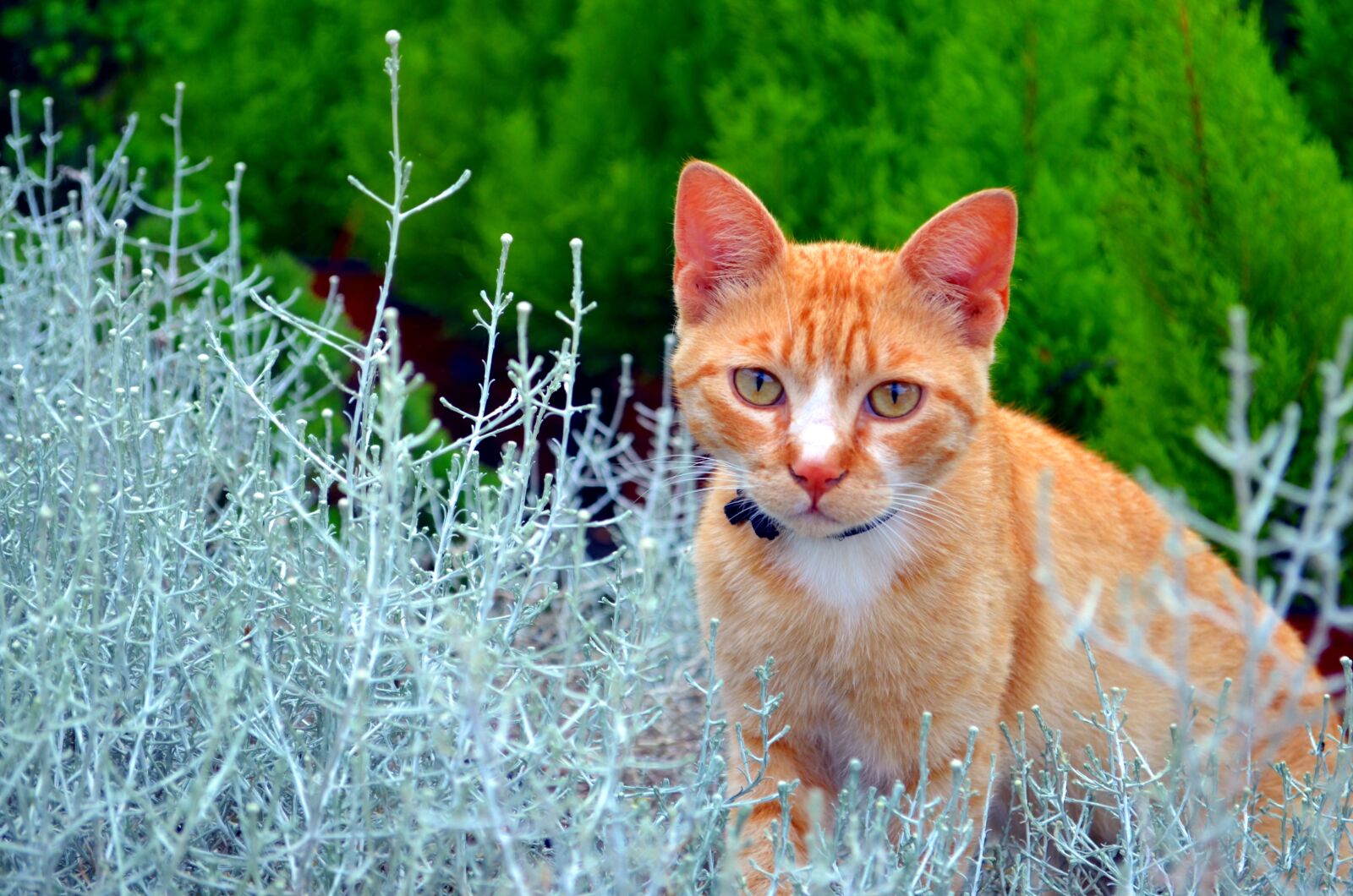 Nikon D5100 sample photo. Cat, malai, plants photography