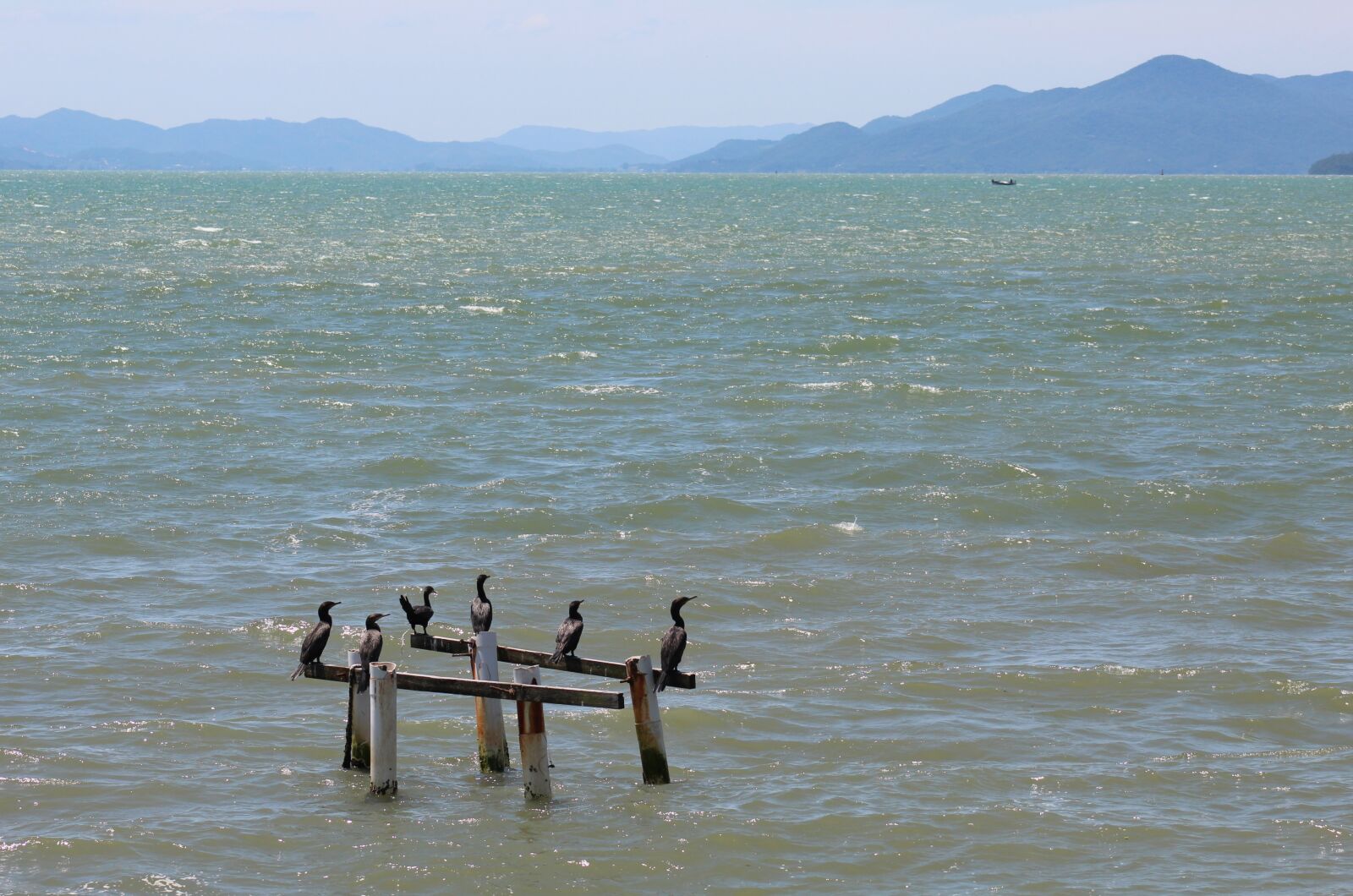 Canon EOS 1300D (EOS Rebel T6 / EOS Kiss X80) sample photo. Nature, birds, neotropic cormorant photography
