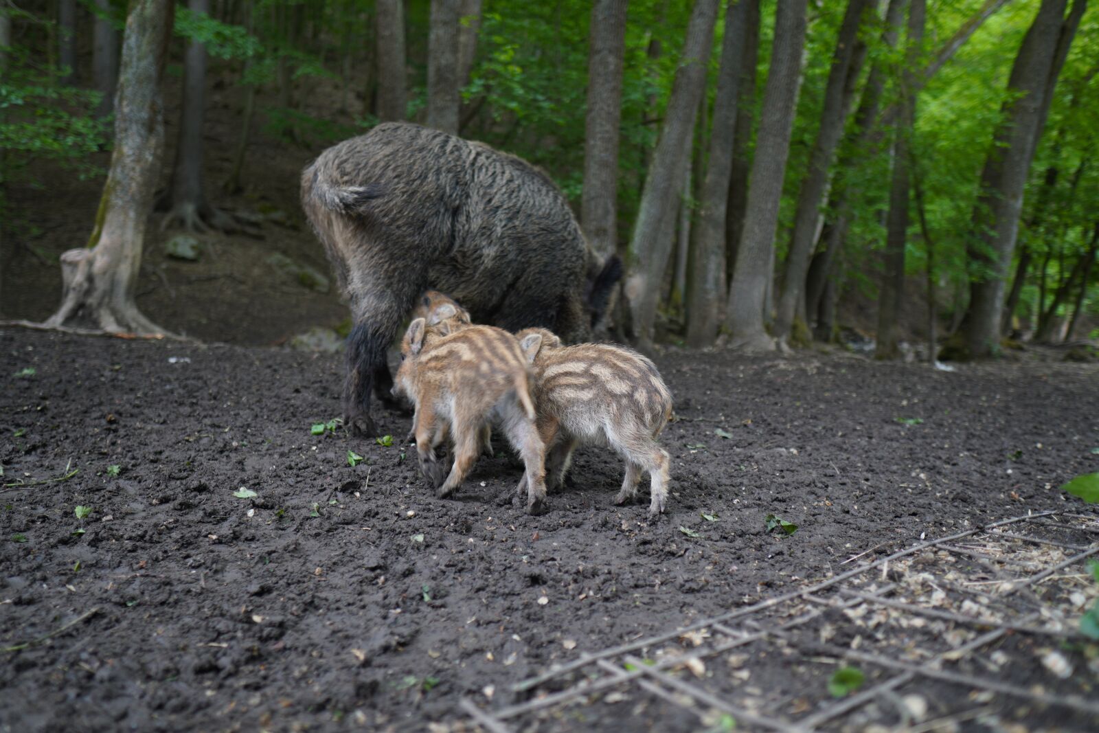Sony a6400 + Sigma 16mm F1.4 DC DN | C sample photo. Wild boar, pig, sows photography