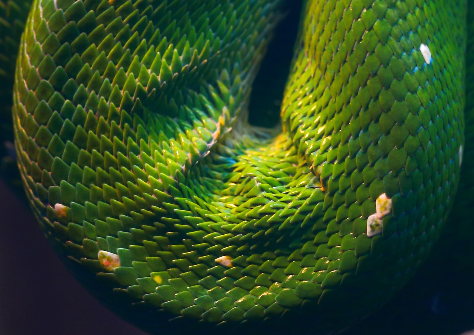 Canon EOS 70D sample photo. Snake, reptile, animal world photography