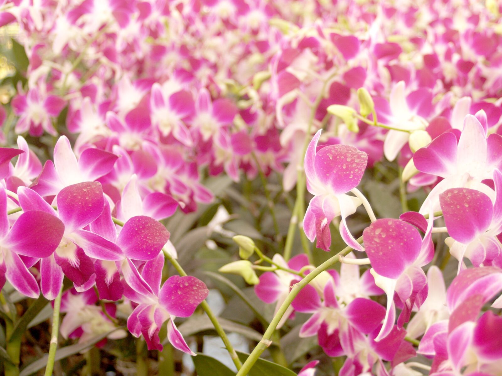 Olympus E-300 (EVOLT E-300) sample photo. Orchid, flower, bright photography