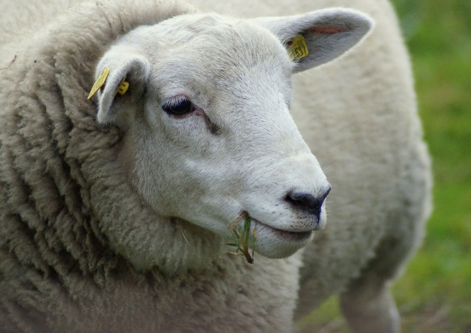 Sony SLT-A58 sample photo. Sheep, lucky luke, wool photography