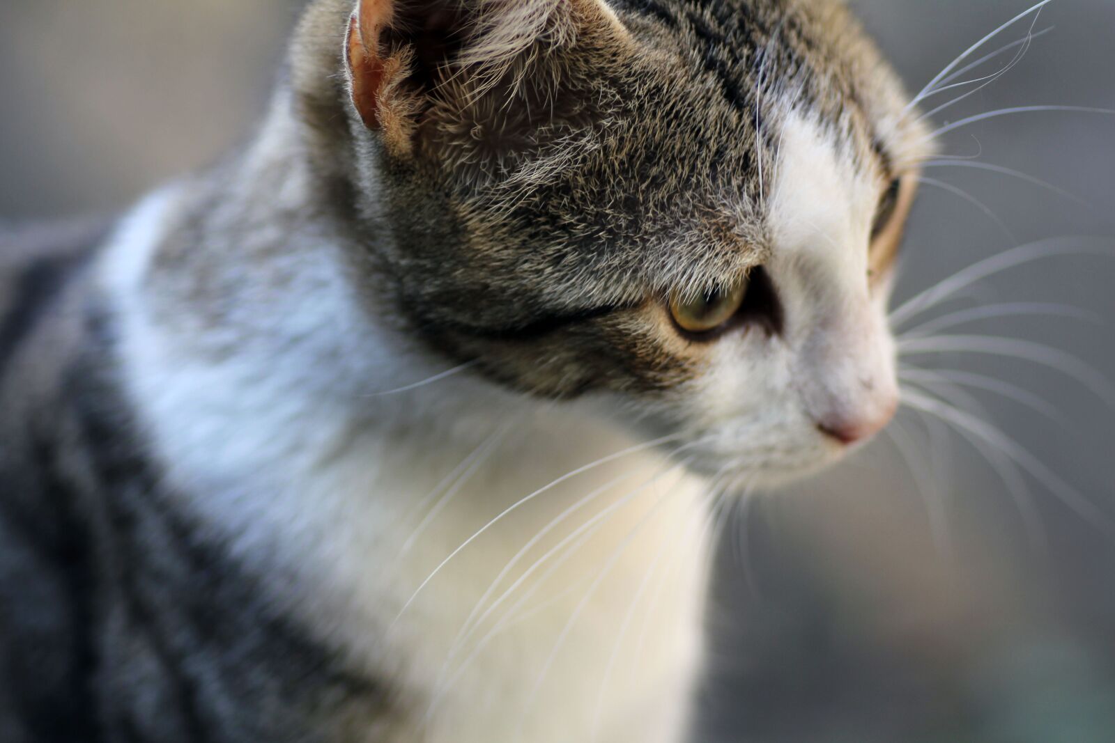 Canon EOS 550D (EOS Rebel T2i / EOS Kiss X4) sample photo. Cat, kitten, portrait photography