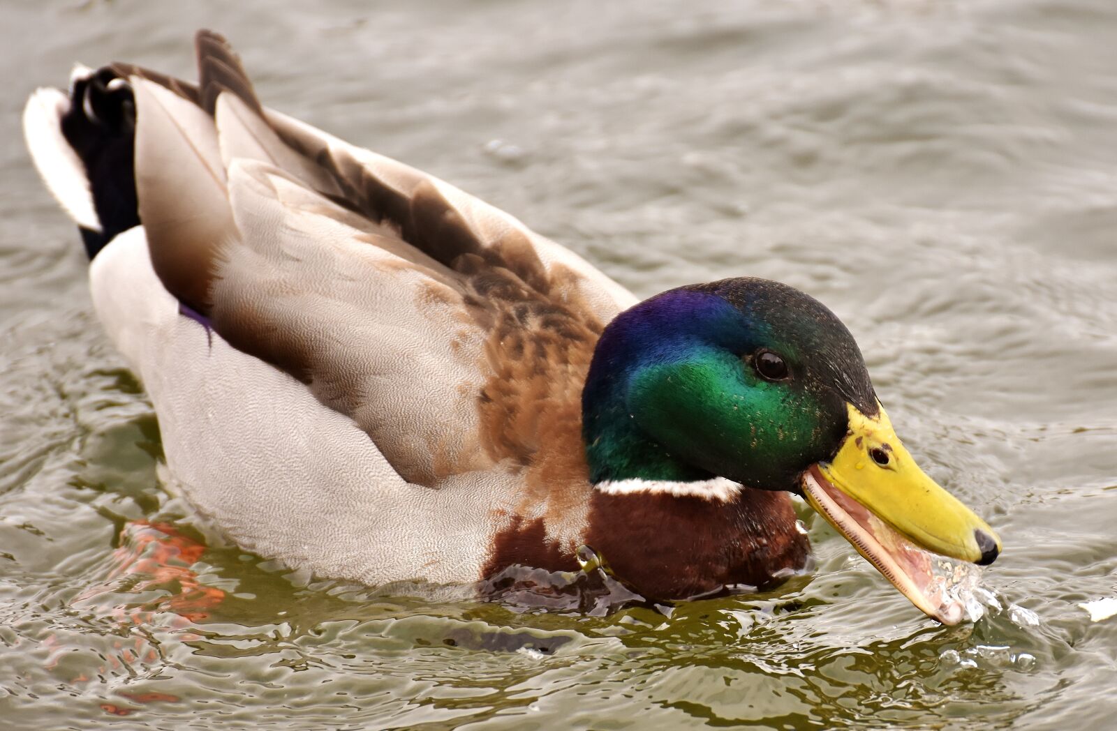 Nikon D7200 sample photo. Mallard, drake, colorful photography