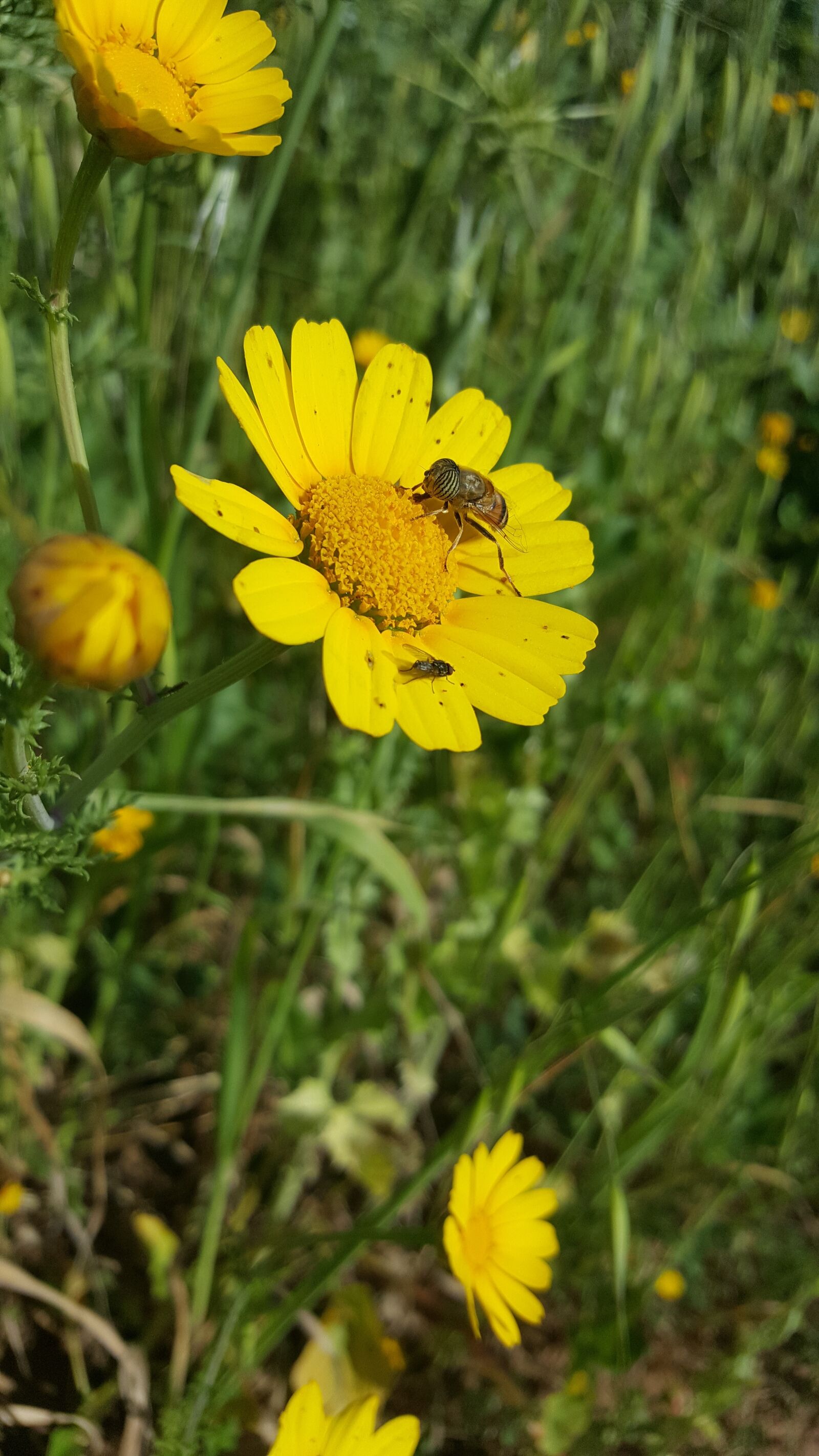 Samsung Galaxy S6 sample photo. Nature, summer, flora photography