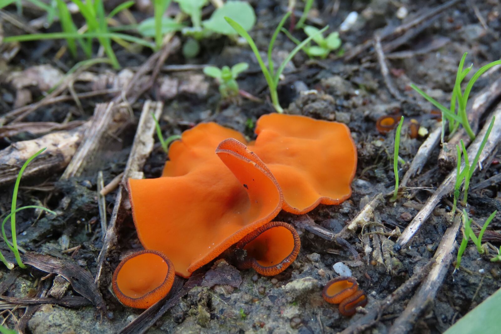 Canon PowerShot SX70 HS sample photo. Fungi, ground, mushroom photography