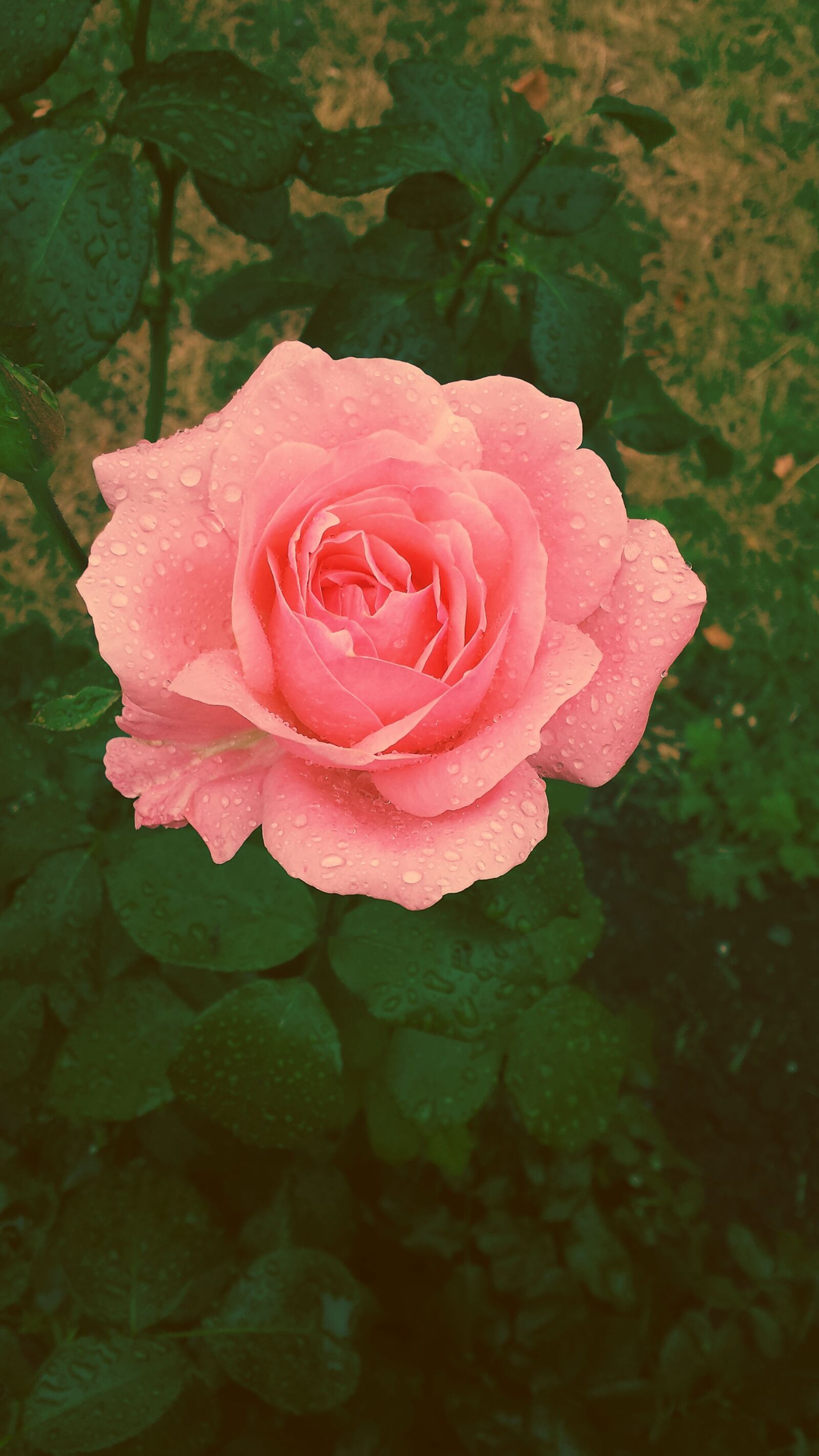 Samsung Galaxy S4 sample photo. Rose, pink rose, flower photography
