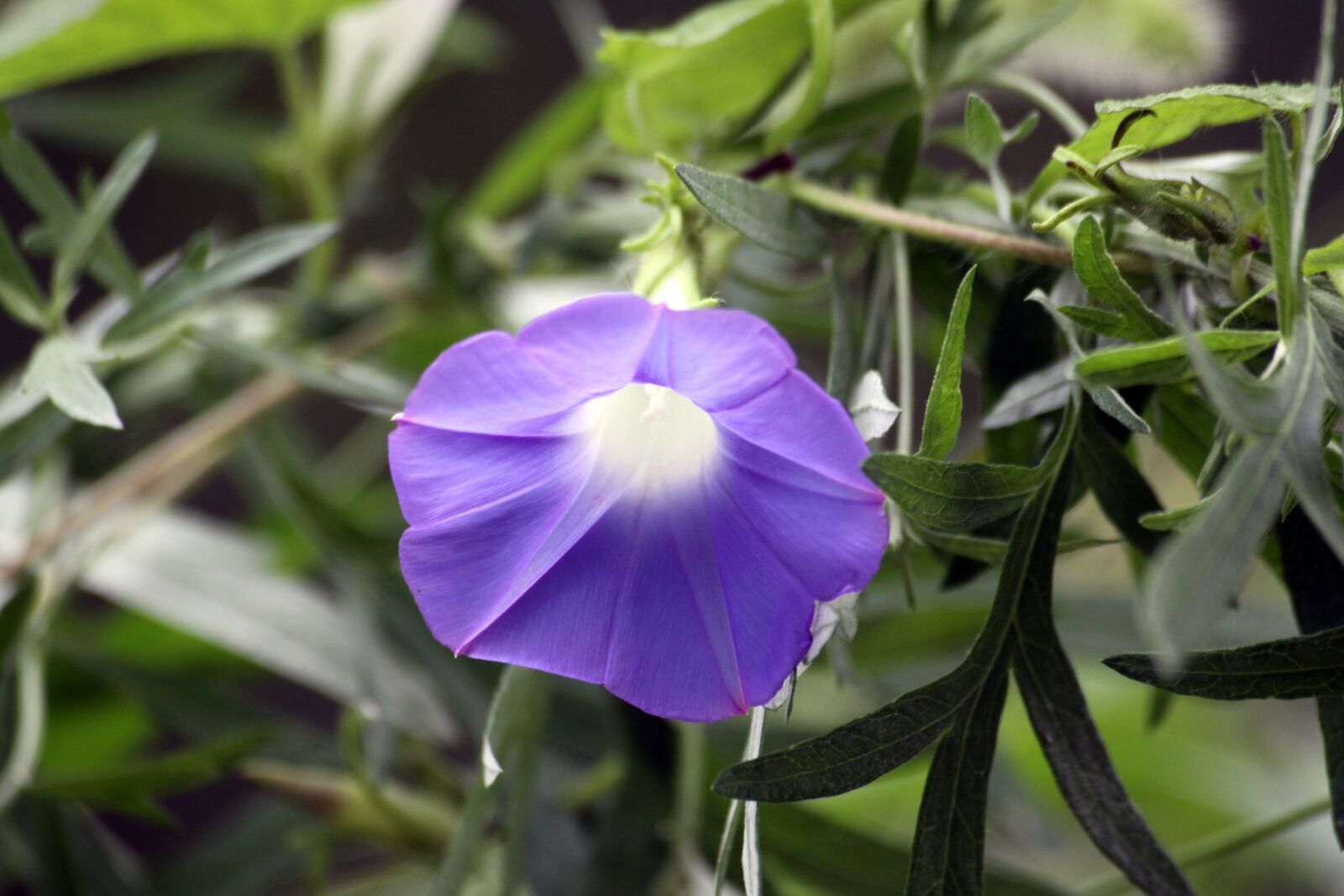 Canon EOS 50D sample photo. Morning glory, purple flowers photography