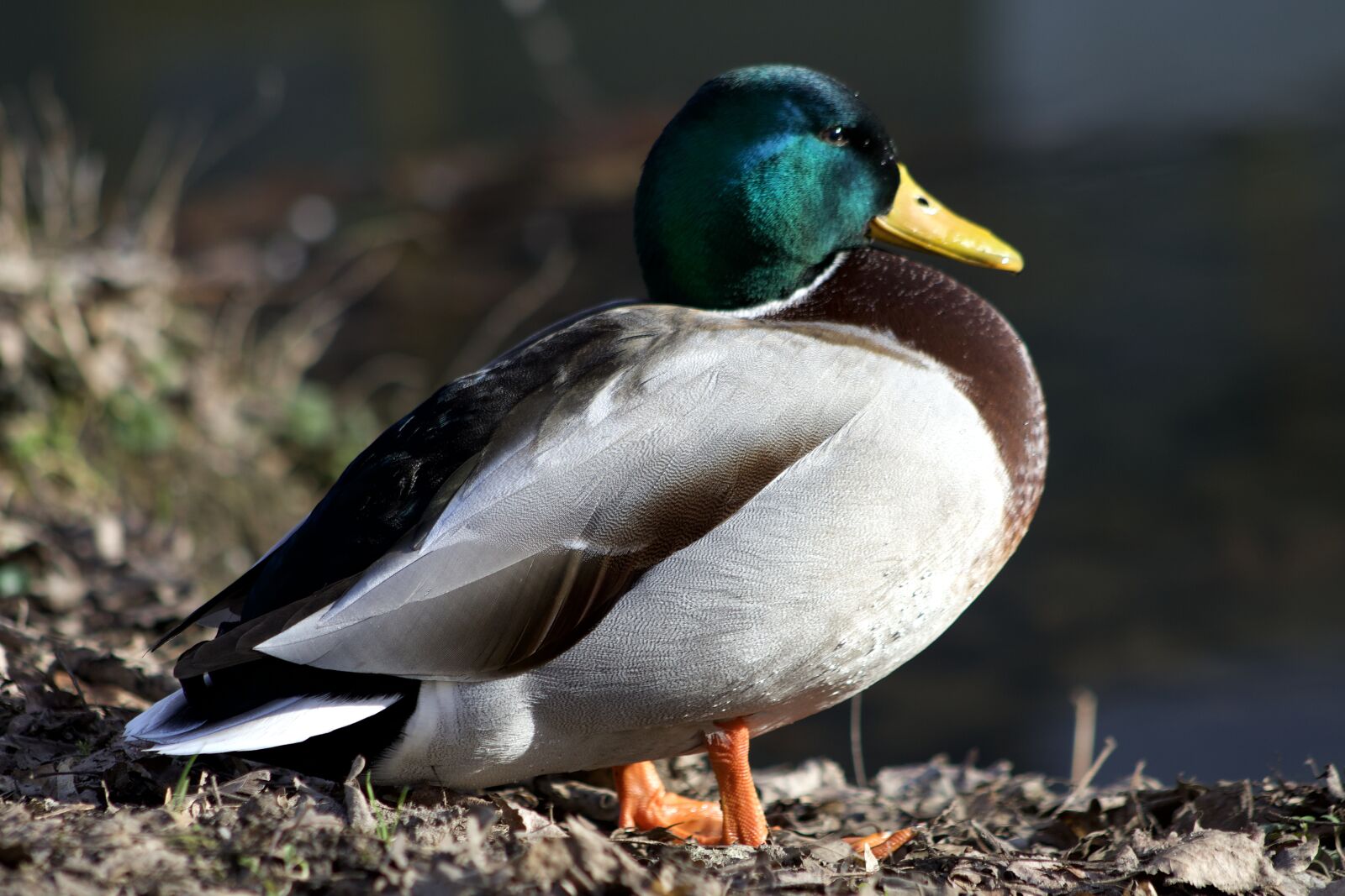 Canon EOS 800D (EOS Rebel T7i / EOS Kiss X9i) sample photo. Duck, drake, water bird photography