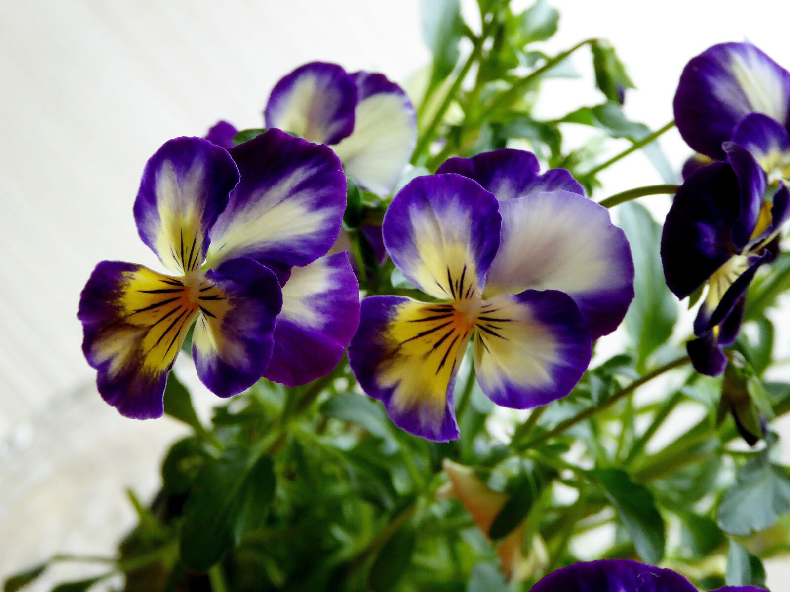 Panasonic DMC-TZ61 sample photo. Pansy, 400–500, blue photography