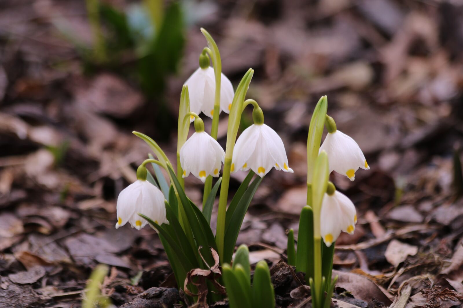 Canon EOS 750D (EOS Rebel T6i / EOS Kiss X8i) sample photo. Snowflake, flower bulbs, spring photography