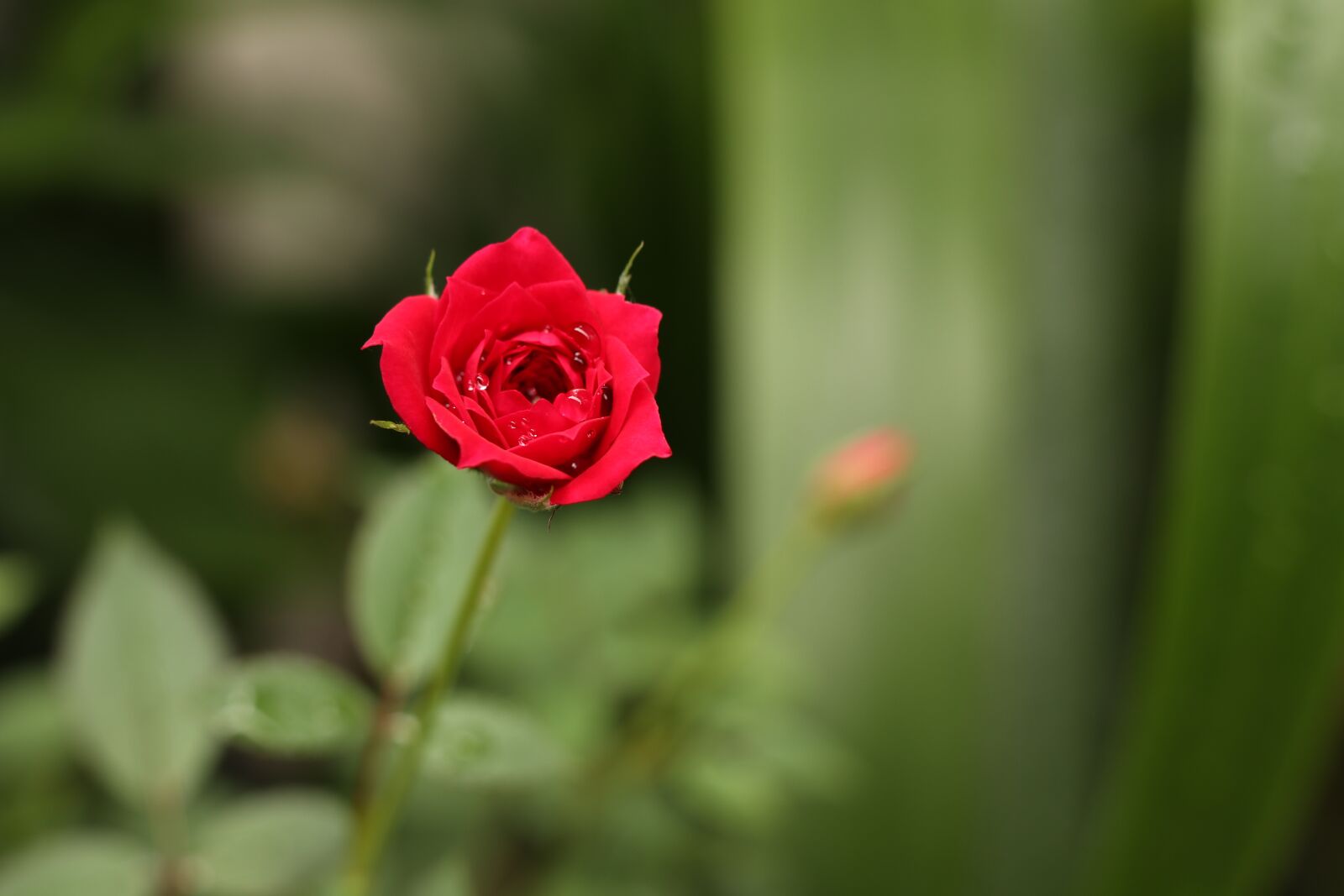 Canon EF-M 18-150mm F3.5-6.3 IS STM sample photo. Red wild roses, dark photography