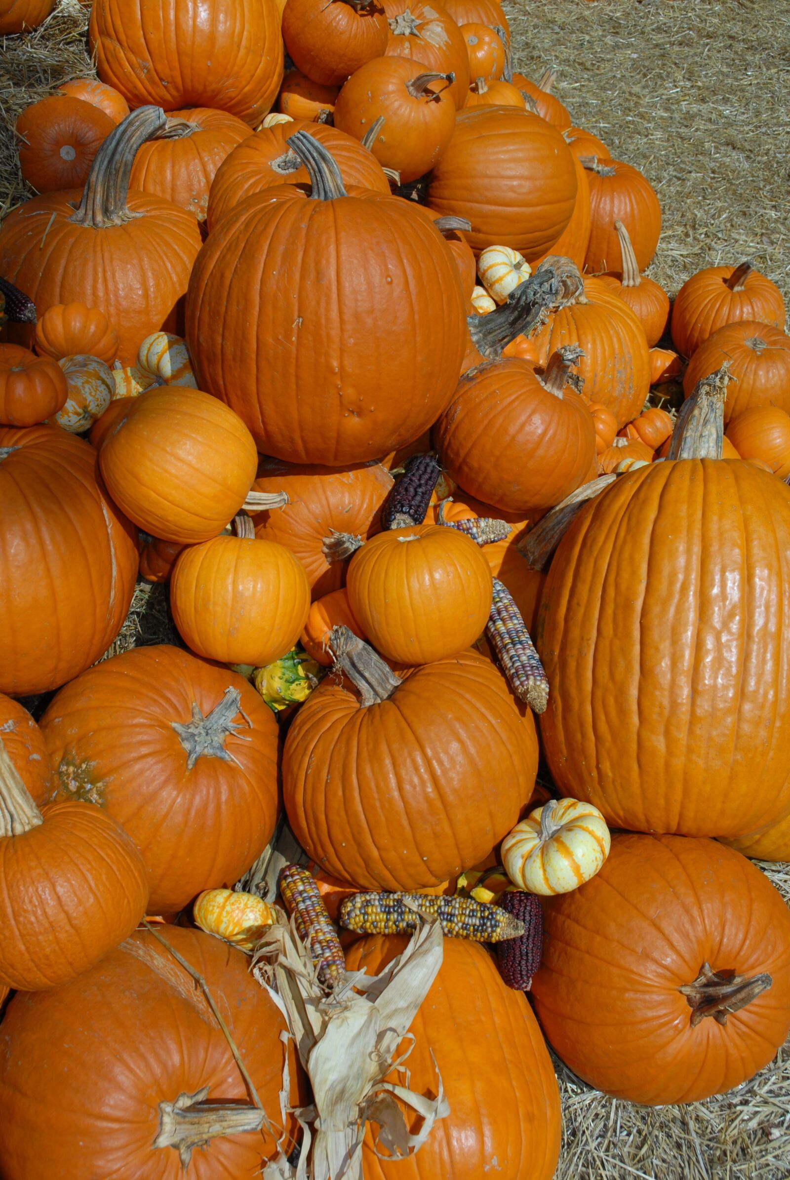 Nikon D200 sample photo. Pumpkin, october, halloween photography