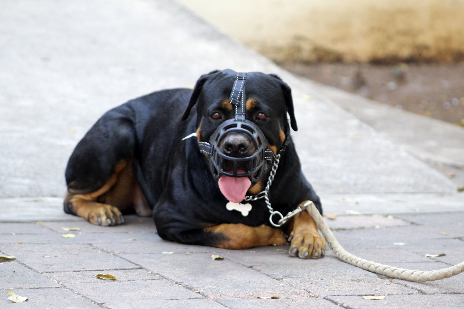 Canon EOS 1300D (EOS Rebel T6 / EOS Kiss X80) + Canon EF75-300mm f/4-5.6 sample photo. Muzzle, halter, rottweiler photography