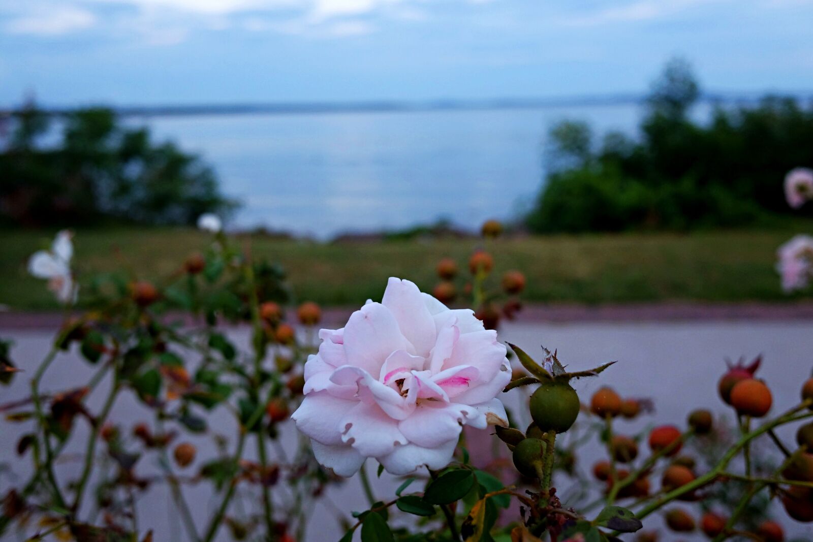 Fujifilm X70 sample photo. Rose, flower, havre de photography